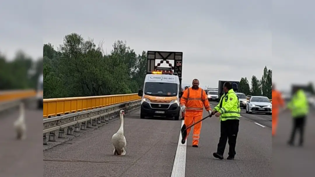 Na snímke je zachytená labuť, ktorá uteká po daľnici a diaľniční policajti, ktorí sa ju snažia odchytiť.
