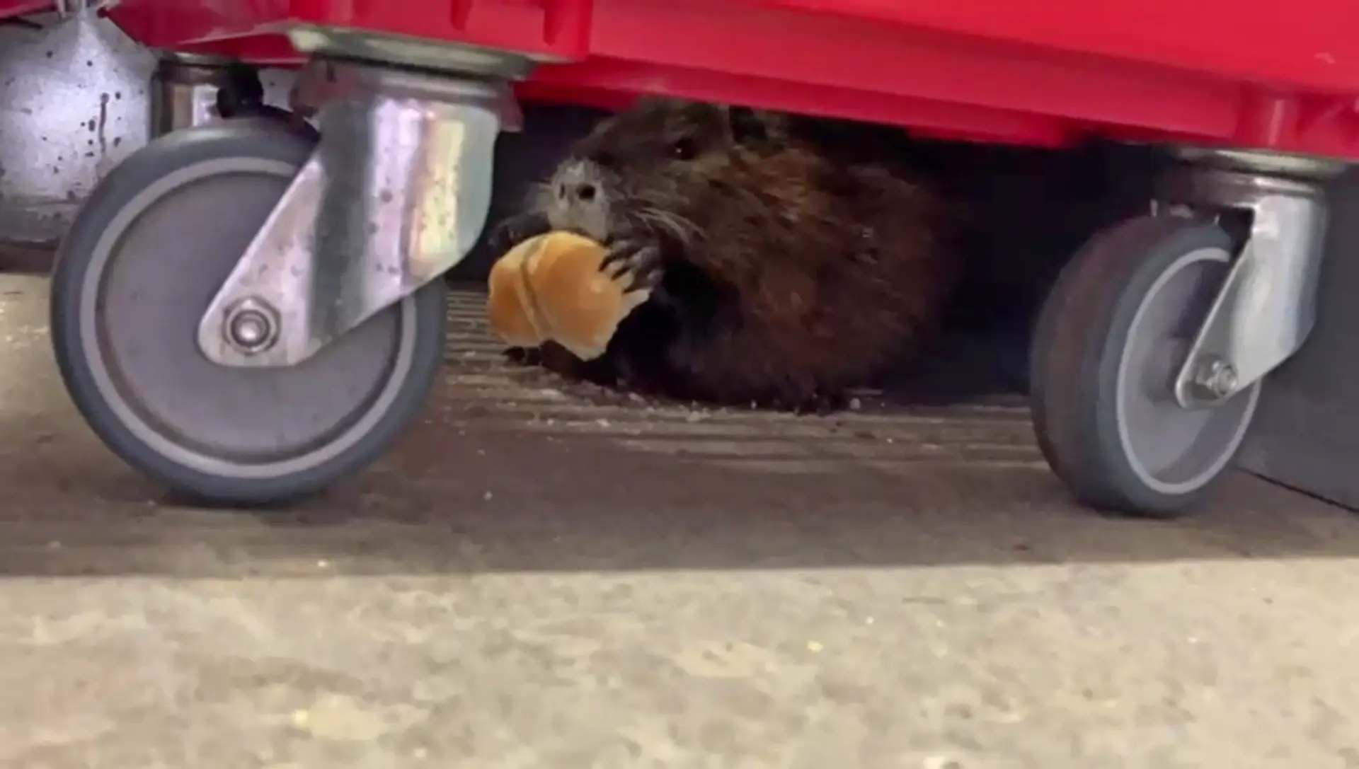 Nutria si v potravinách uchmatla žemľu.