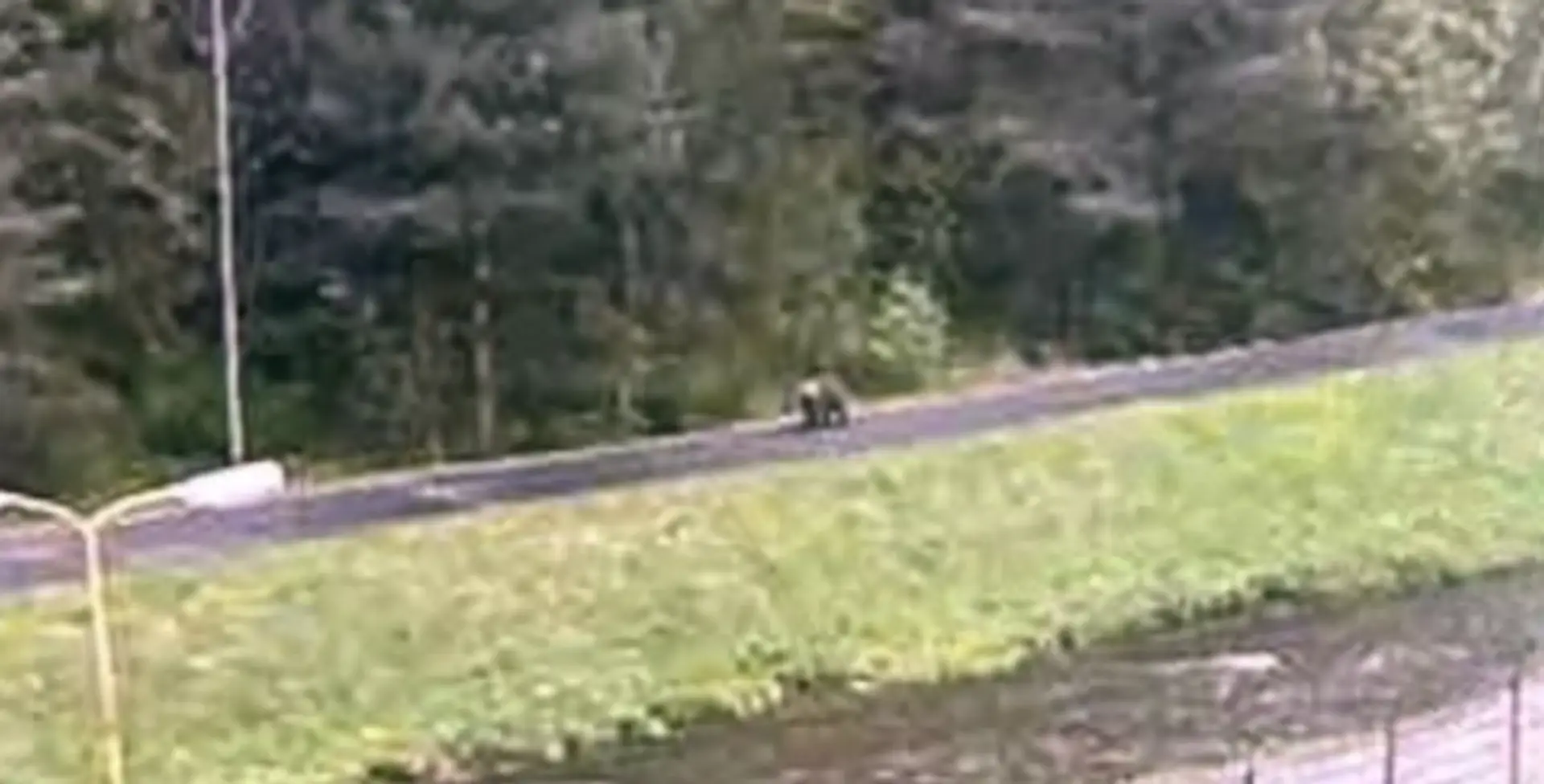 Na snímke medveď, ktorého videli na cyklistickom chodníku.