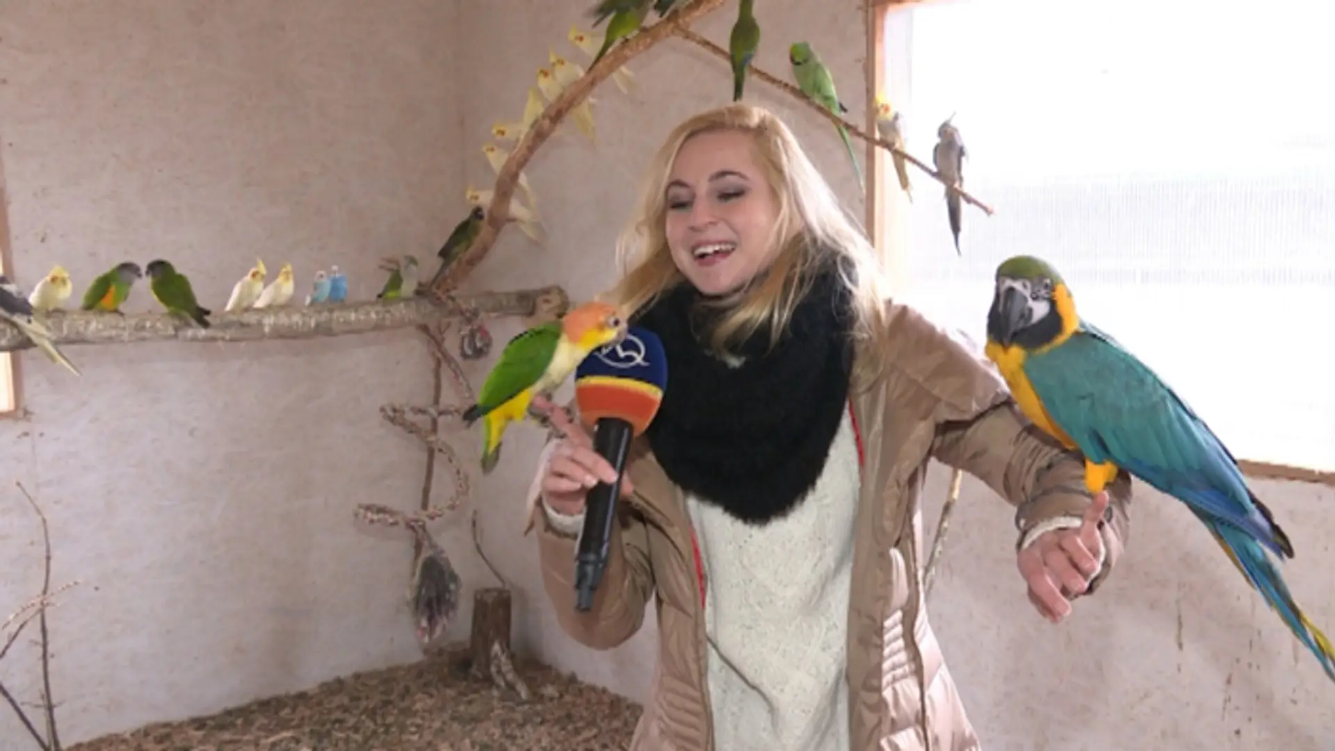 Prácu nám niekedy pri výrobe reportáží sťažili aj papagáje.