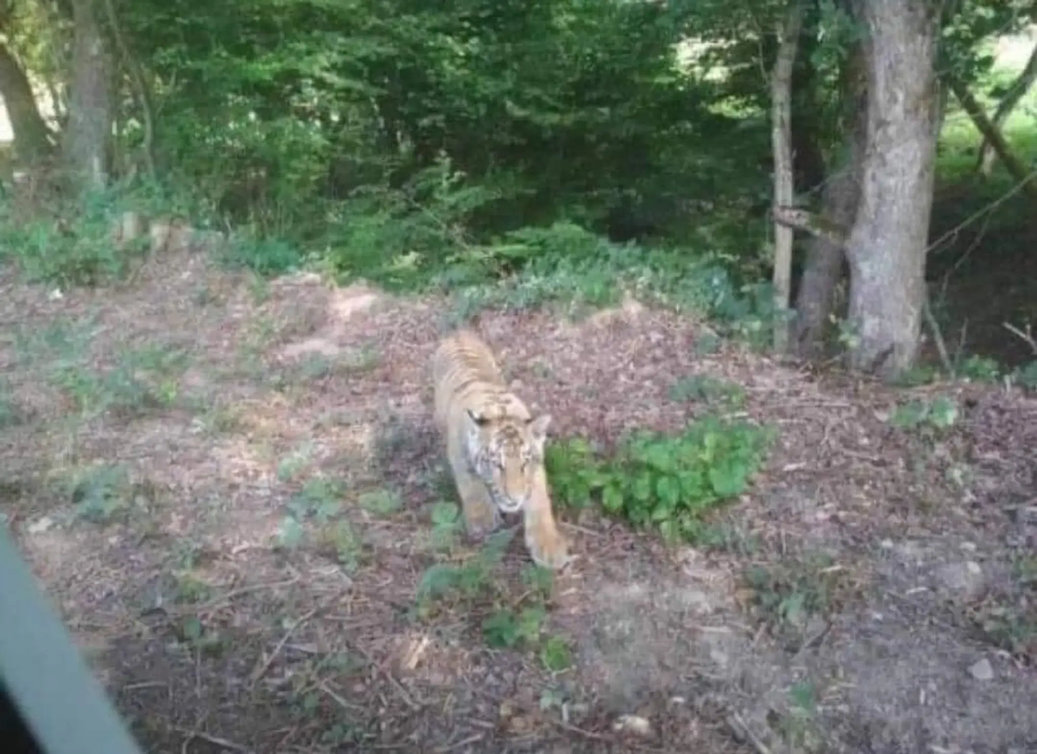 Fotopasca pri obci Ulič v slovensko-ukrajinskom pohraničí zachytila tigra, ktorý ušiel zo ZOO na Ukrajine.