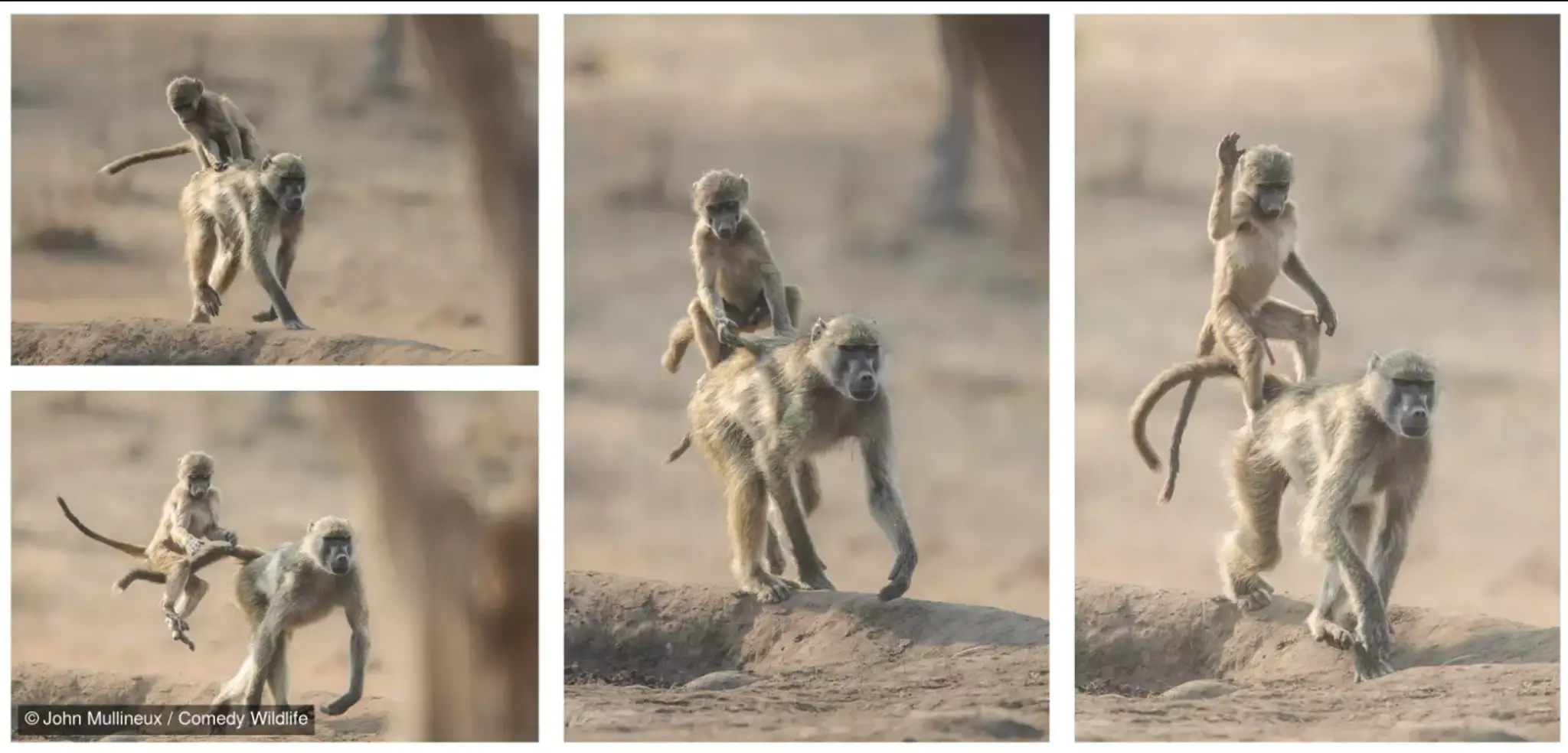 Getting on, Holding on, Riding by tail, Surfing Mom