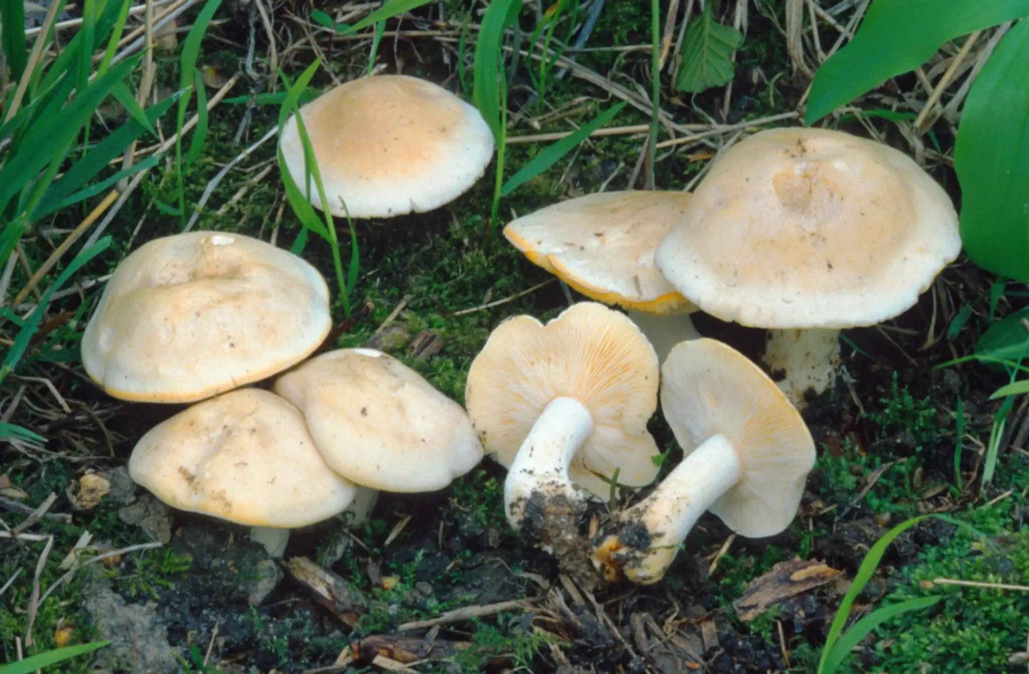 čírovnica májová (májovka) (lat. Calocybe gambosa)