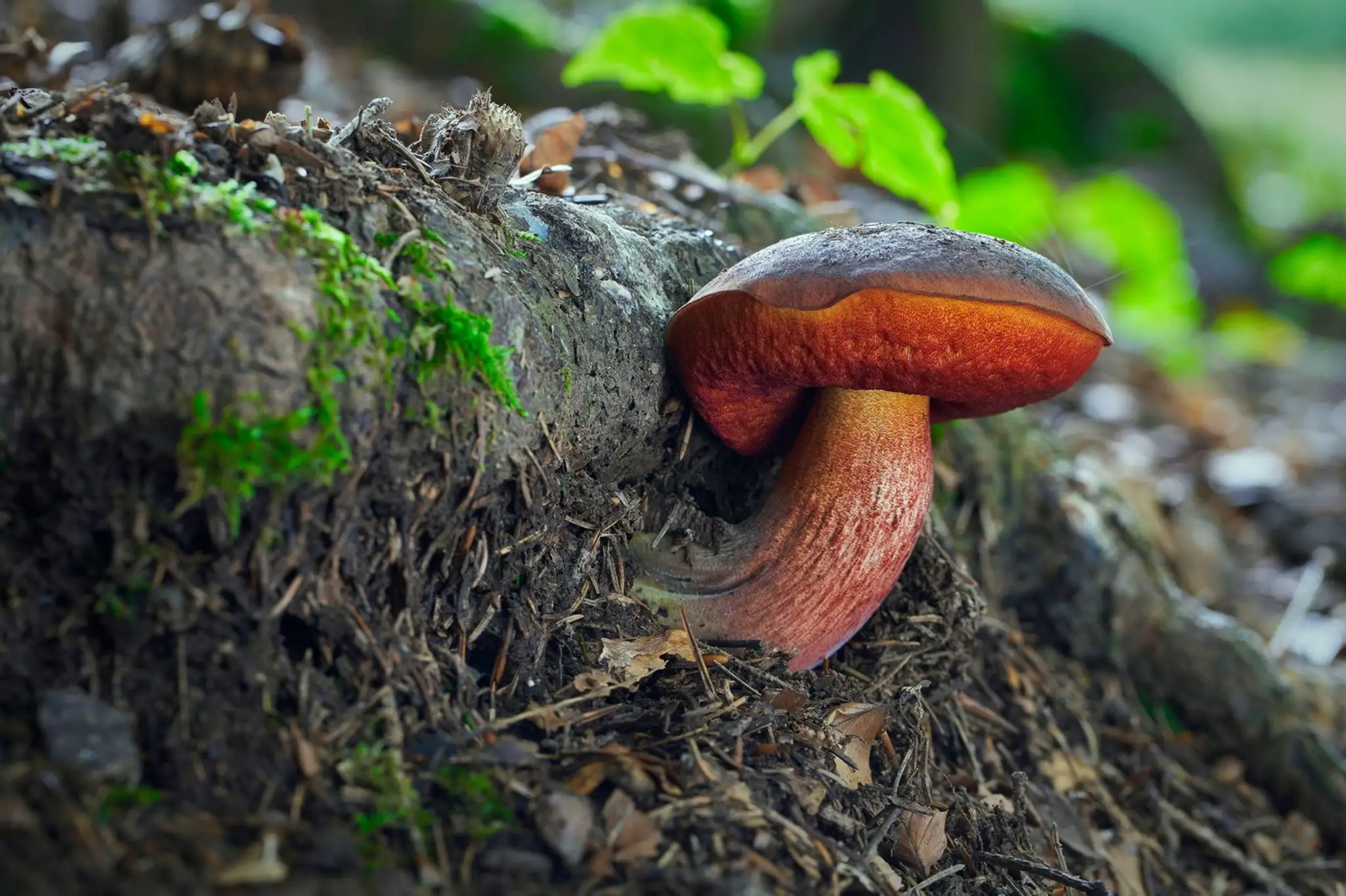 hríb zrnitohlúbikový (lat. Neoboletus luridiformis)