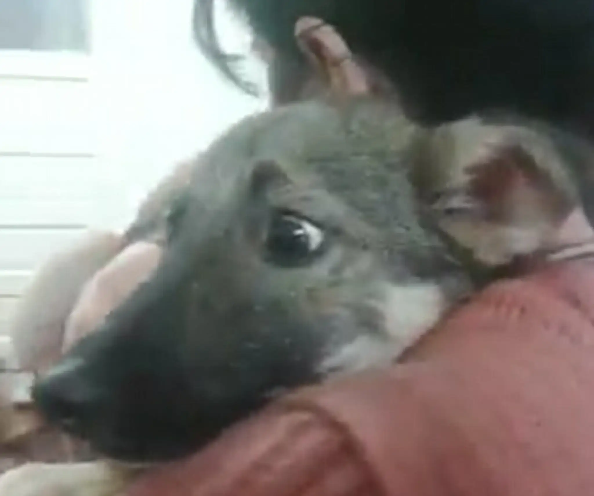 2FBCBC2400000578-3381865-Moving_The_clip_shows_Priscilla_the_dog_pictured_slowly_getting_-a-49_1451744833982.jpg