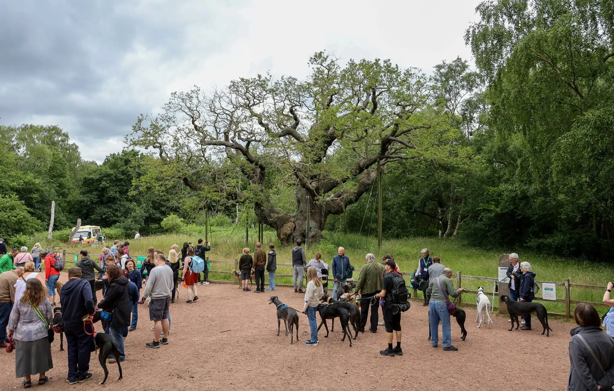 Major oak na snímke z roku 2025. (2)