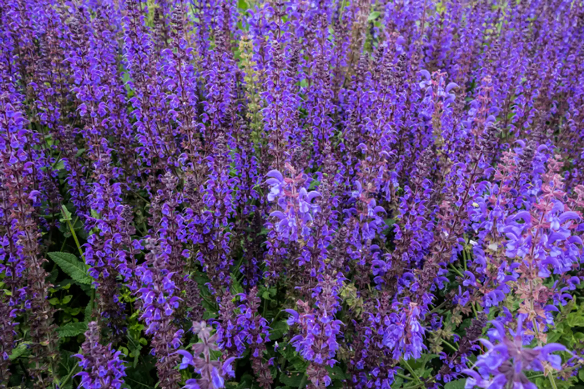 Kocúrnik obyčajný (lat. Nepeta cataria).