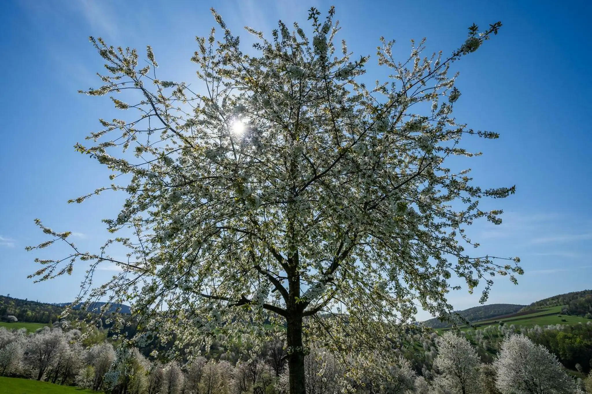 Brdárka na Gemeri opäť zakvitla tisíckami čerešní