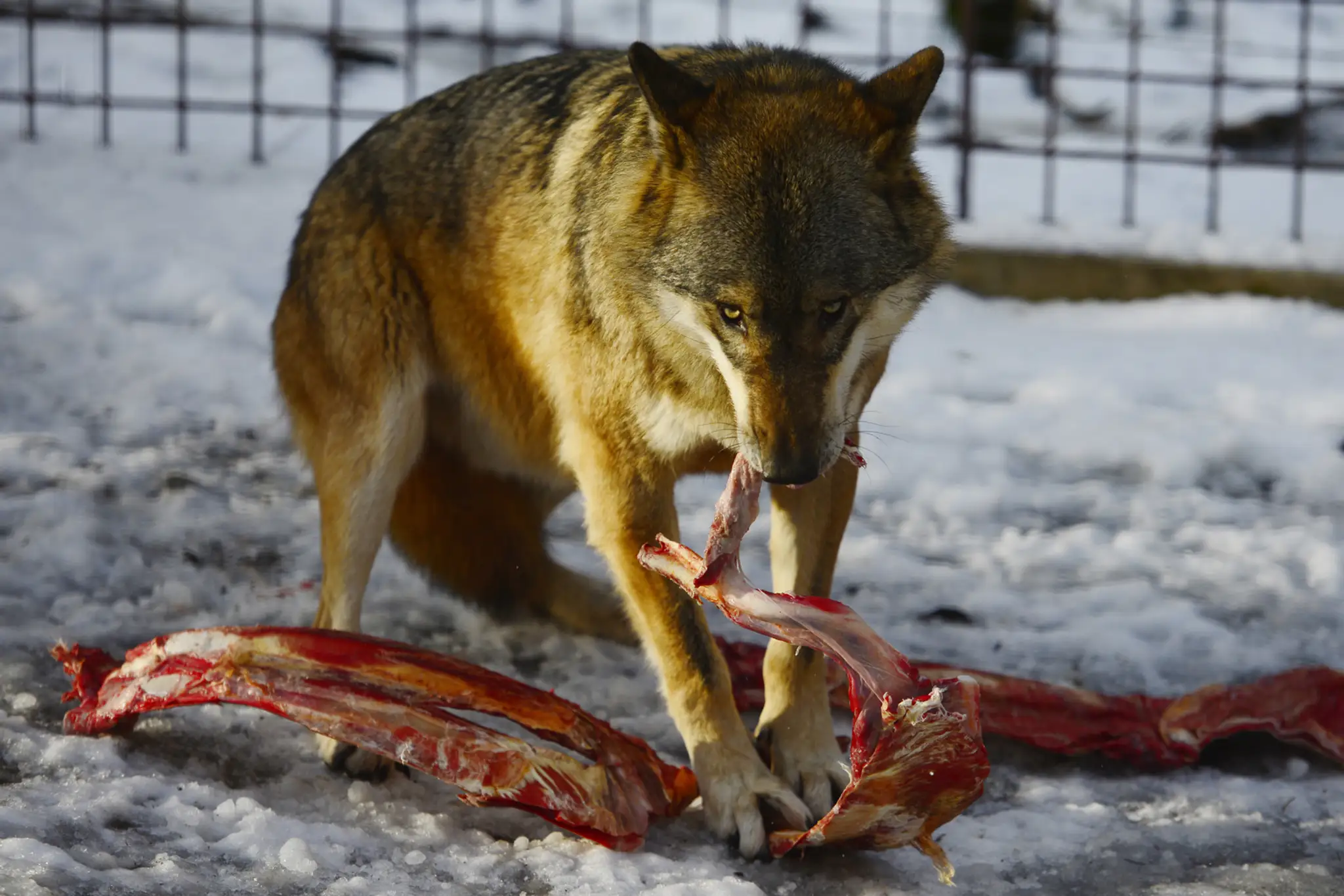 Na snímke vlk euroázijský (canis lupus) počas kŕmenia v košickej ZOO v Kavečanoch.