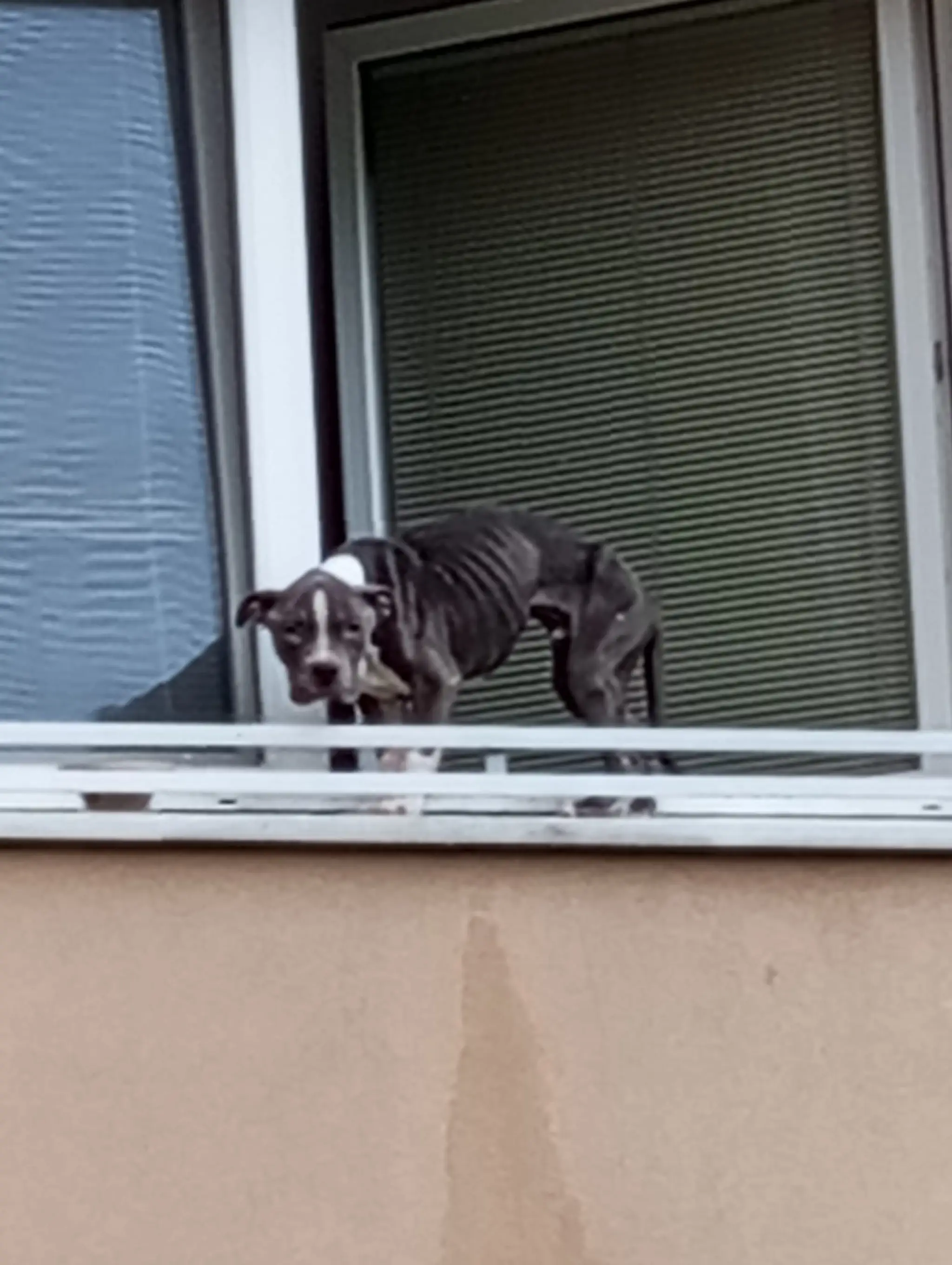 Týraného psíka zachránili hasiči cez okno.