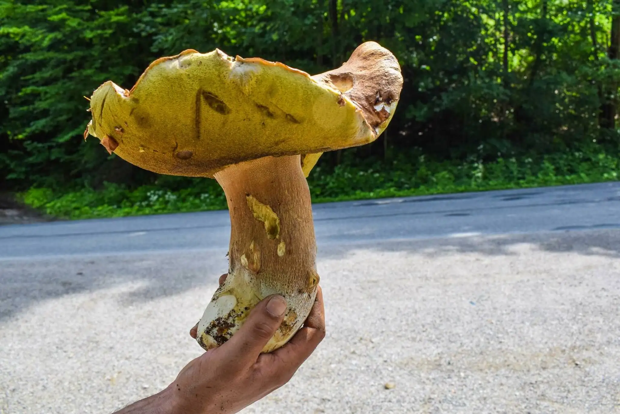 Dubák vážiaci viac ako jeden kilogram.
