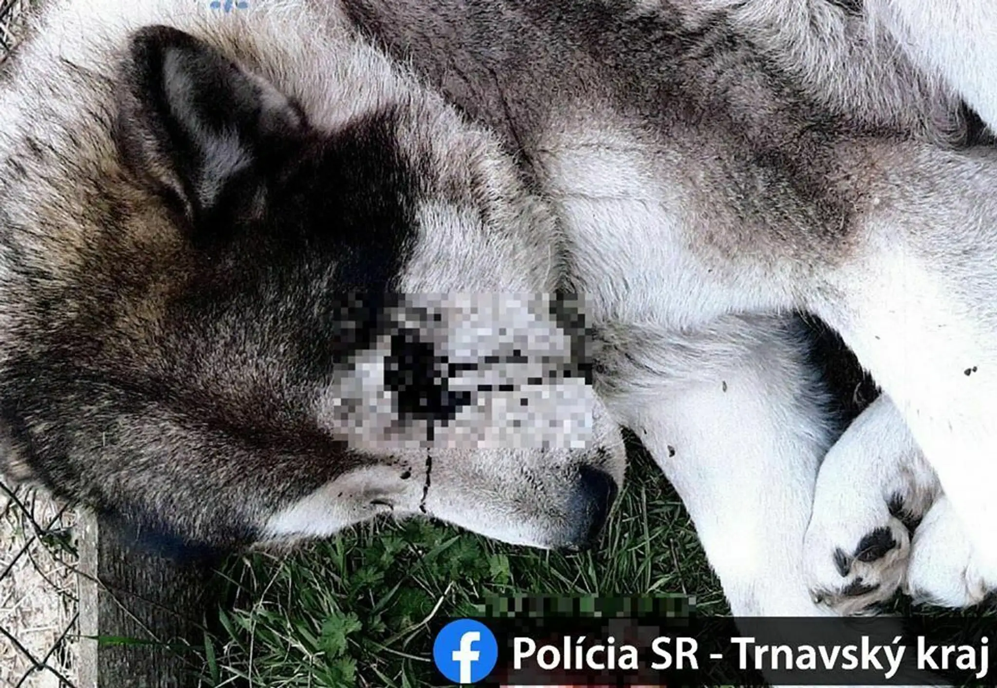 Polícia zdieľala fotografiu zraneného psa.