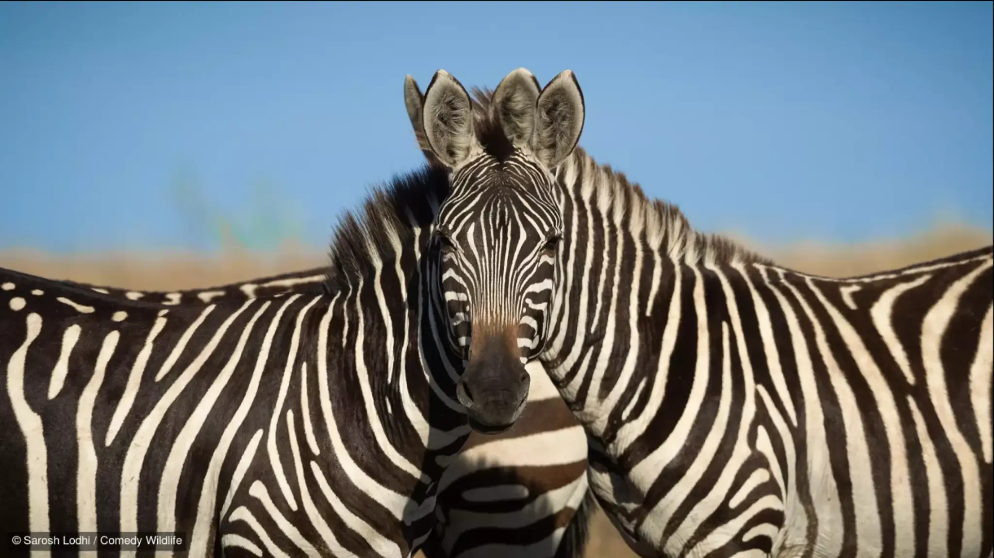 Wait Which Zebra Is In Front