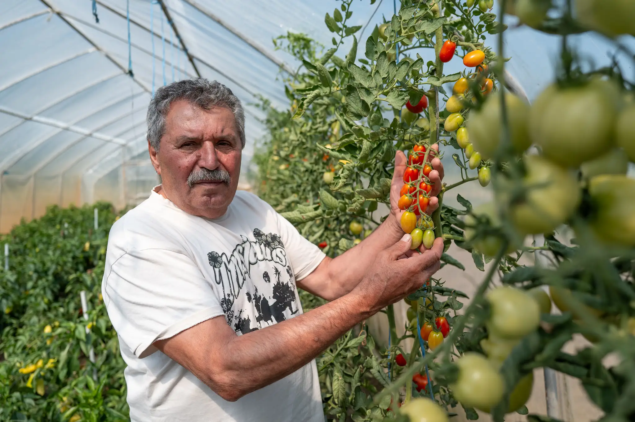 Domáca zelenina a ovocie, ktoré zbytočne necestujú
