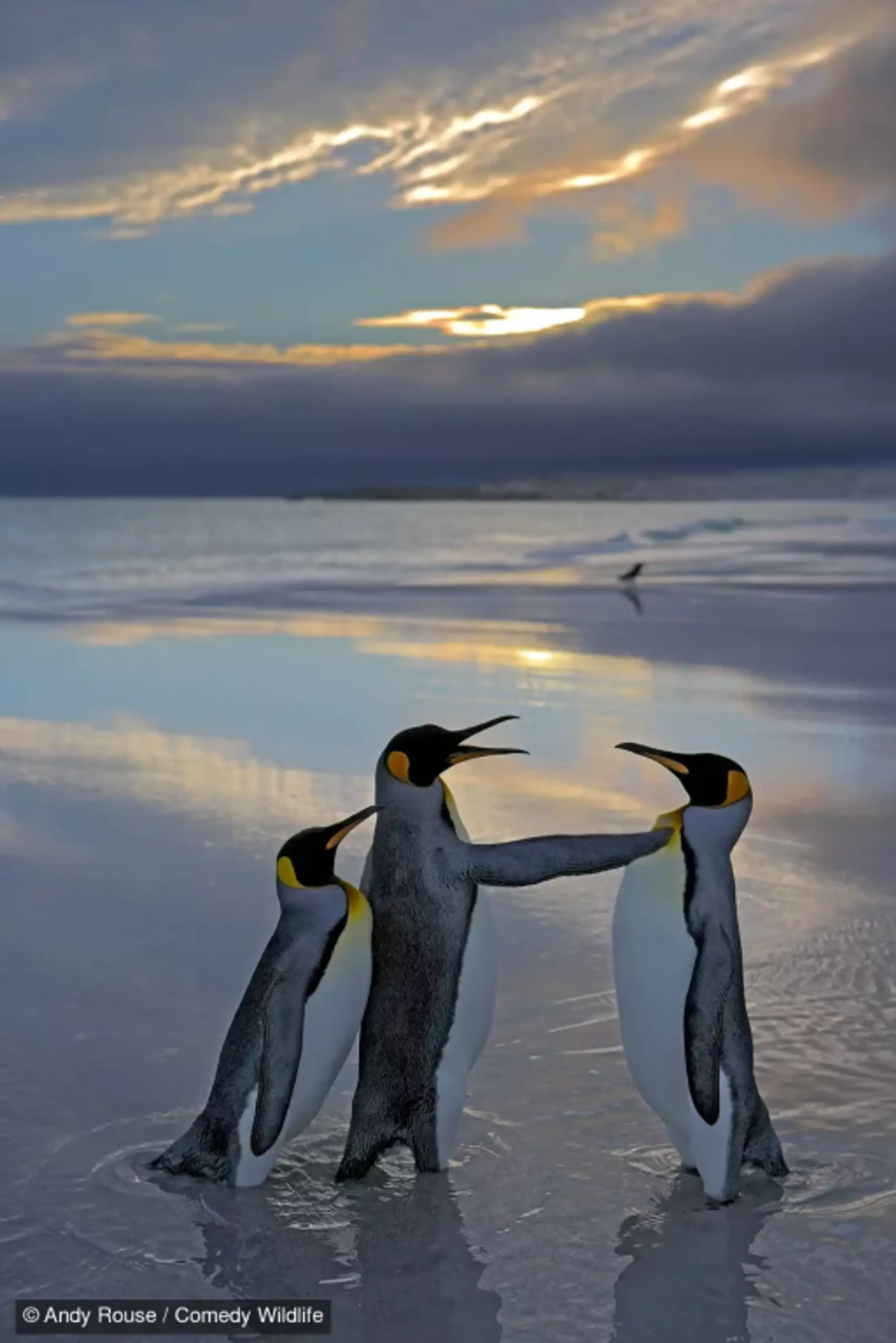Alright Mate Back off- this is my bird