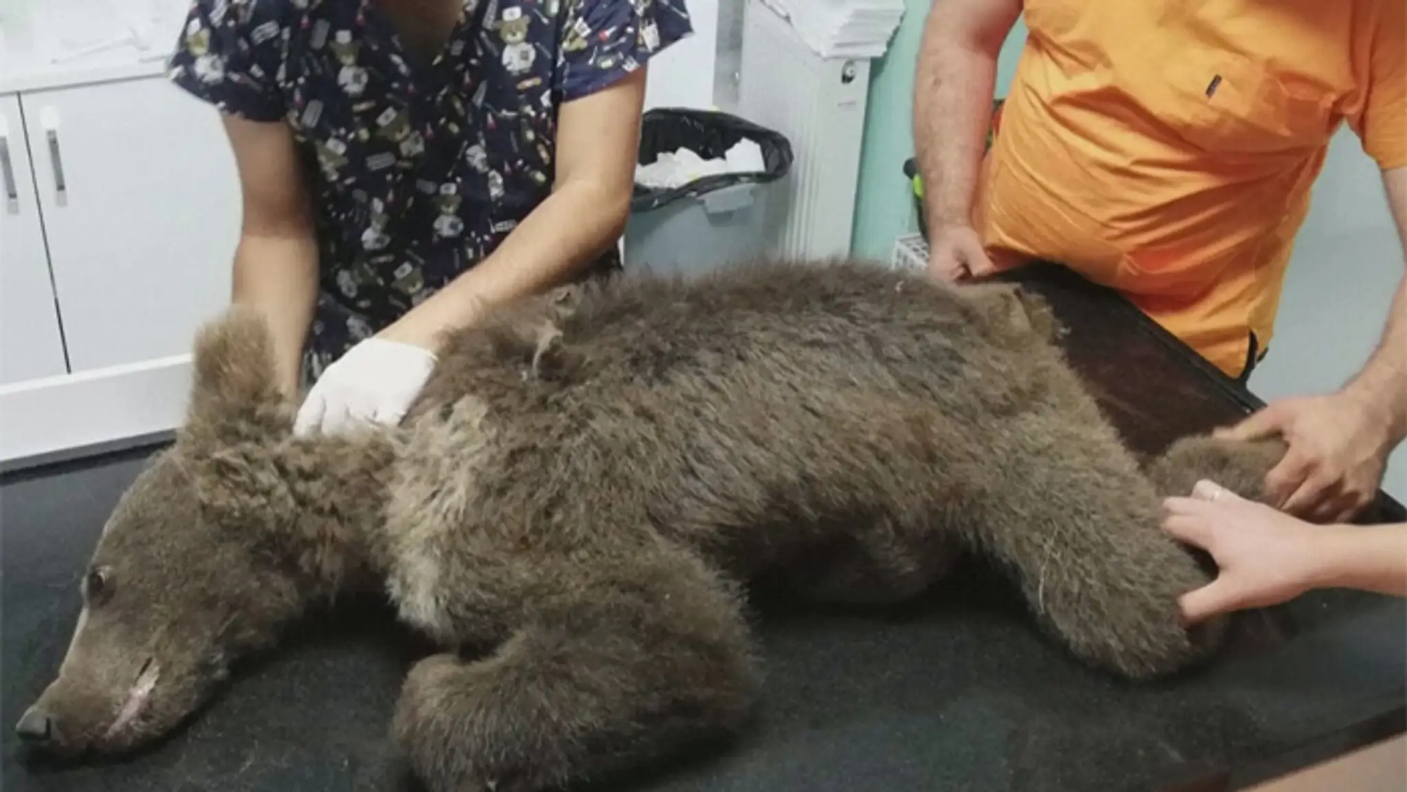 Medvedicu zachraňovali veterinári.