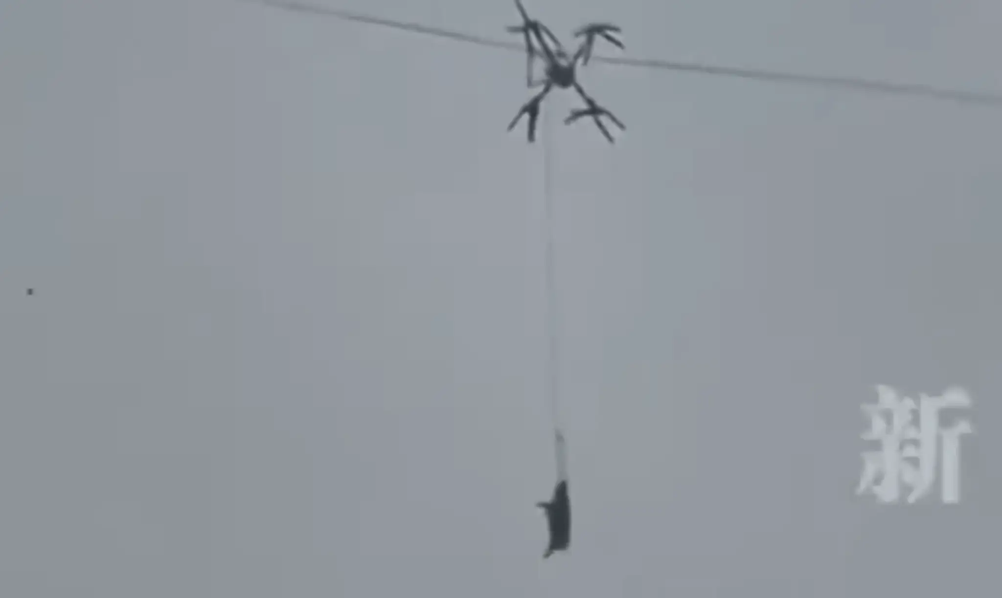 Na snímke priviazané prasa na lane o dron, ktorého chcel farmár v Číne prepraviť do bitúnku dronom.