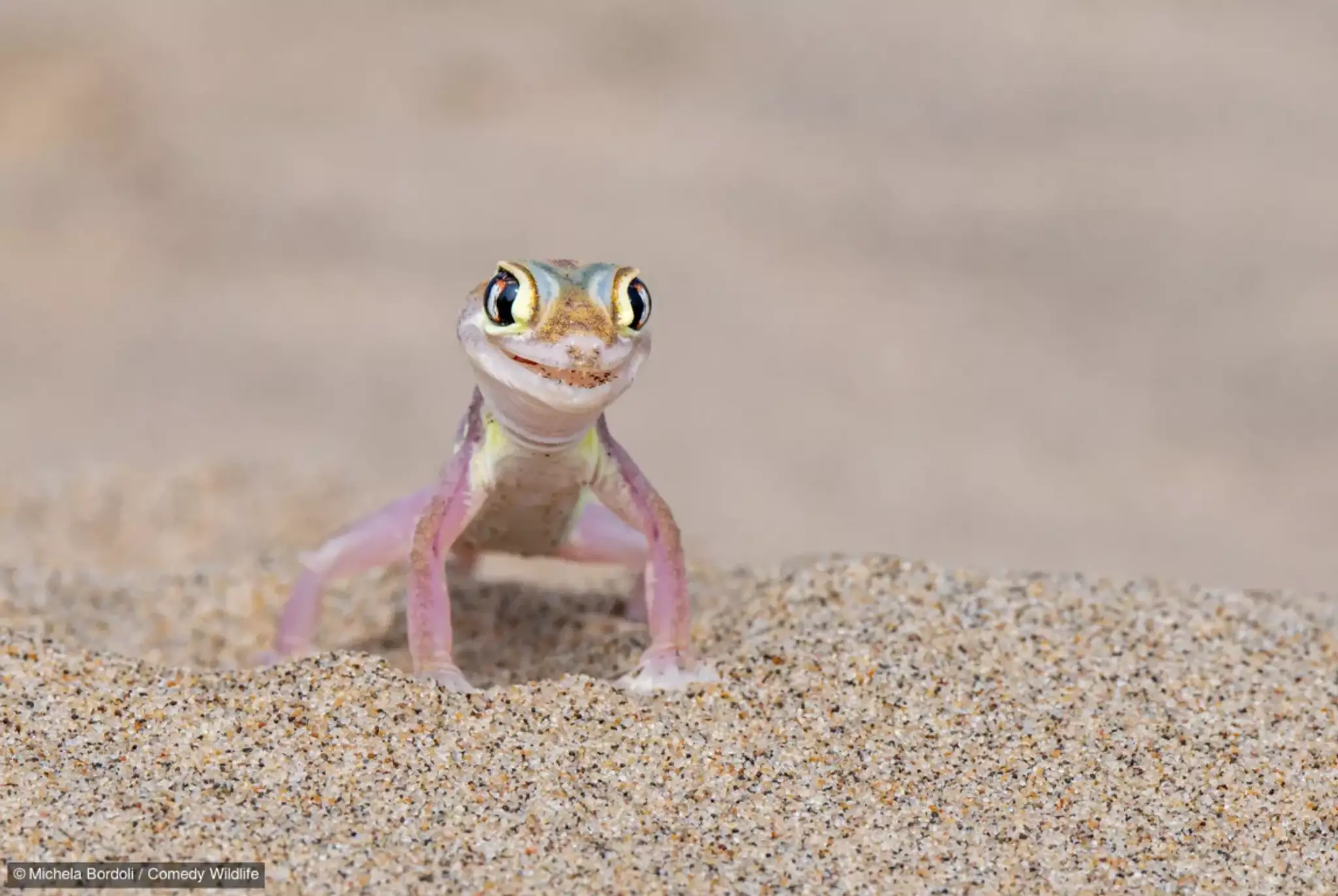 Gecko fashion model