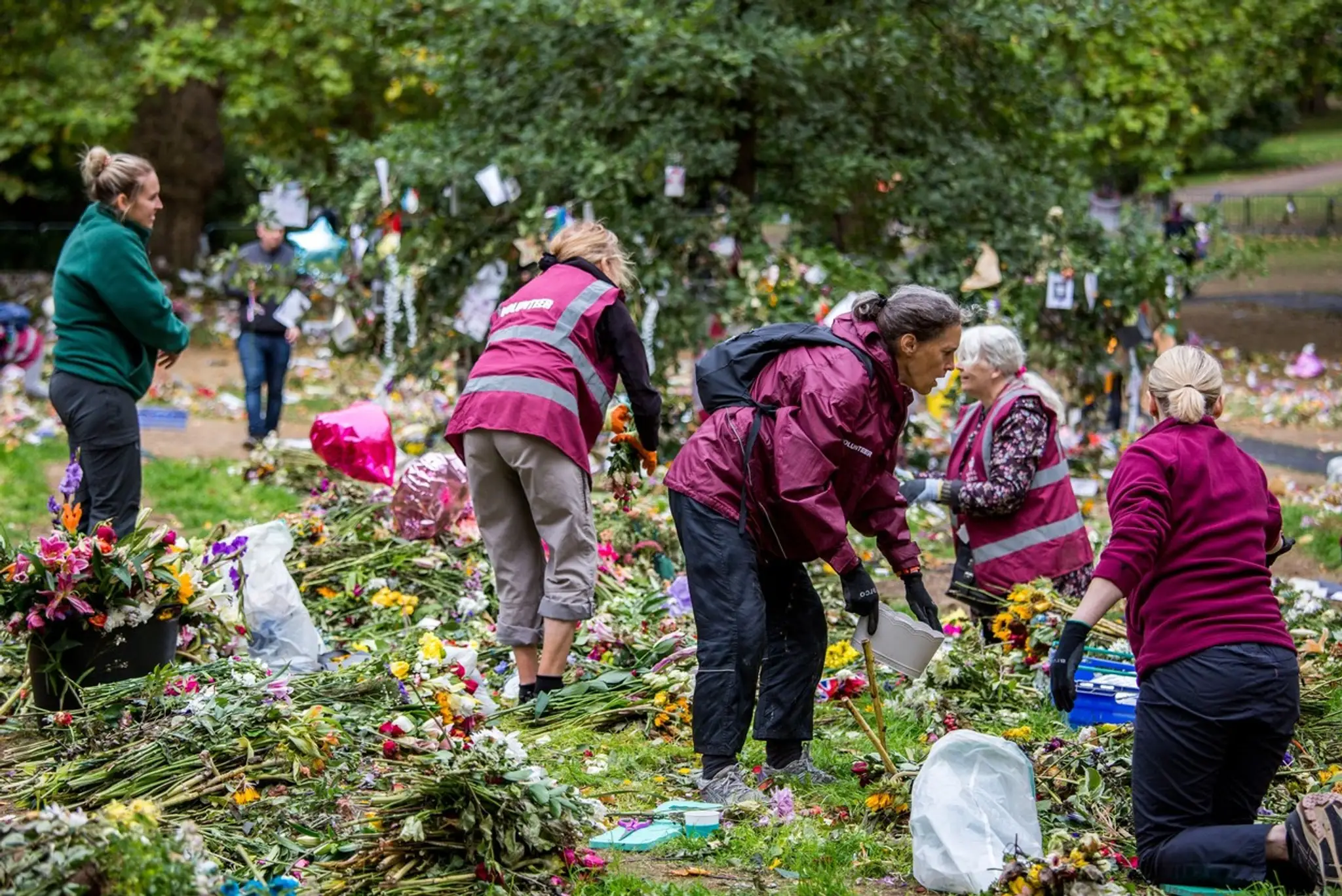 Spomedzi kvetov vyberajú len tie zvädnuté, zachované ešte nechávajú