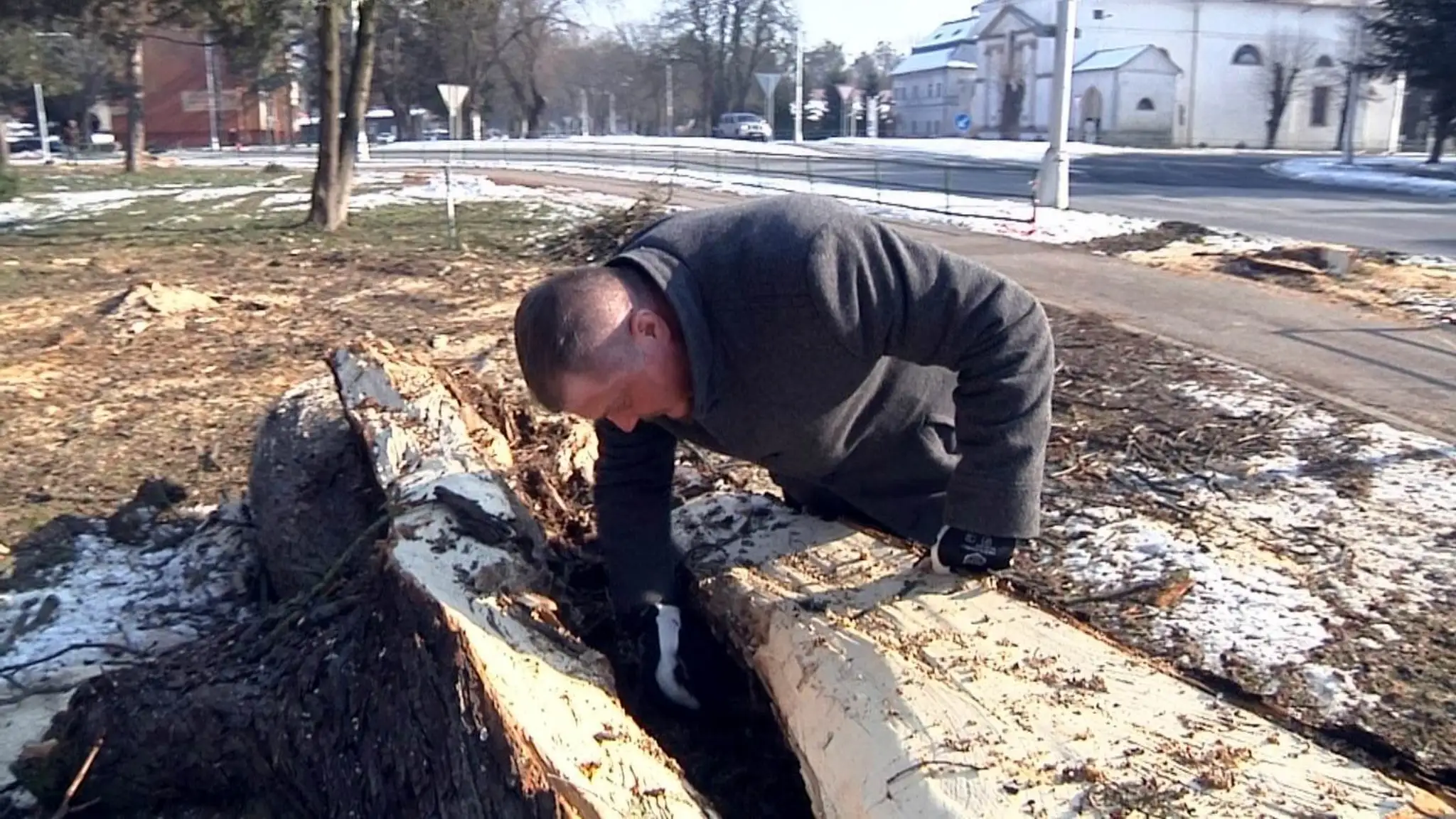 Bútľavý strom ukrýval kilá sladkého medu.