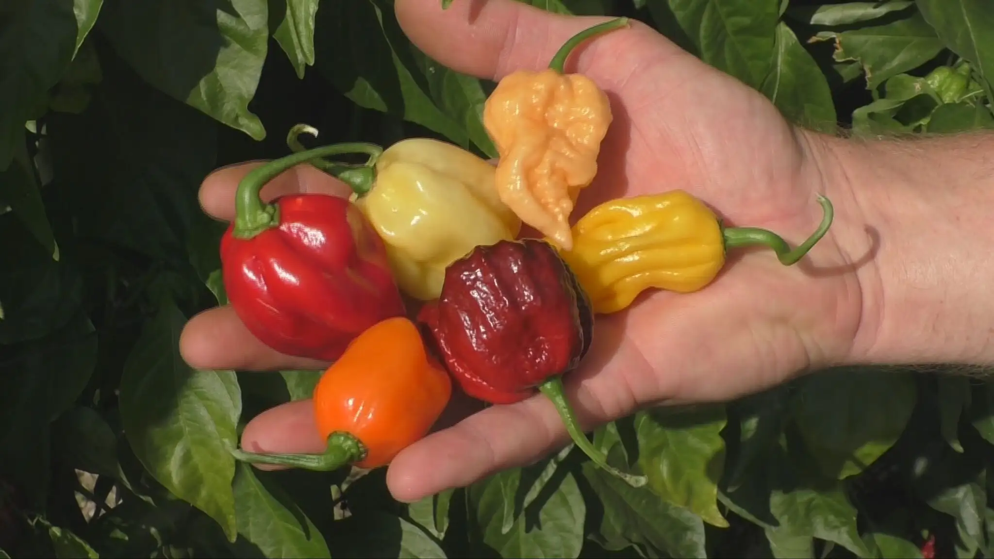 Obdobie zberu chilli papričiek.