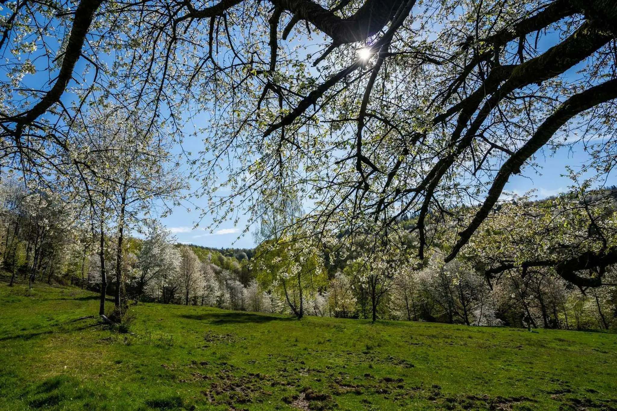 Brdárka na Gemeri opäť zakvitla tisíckami čerešní