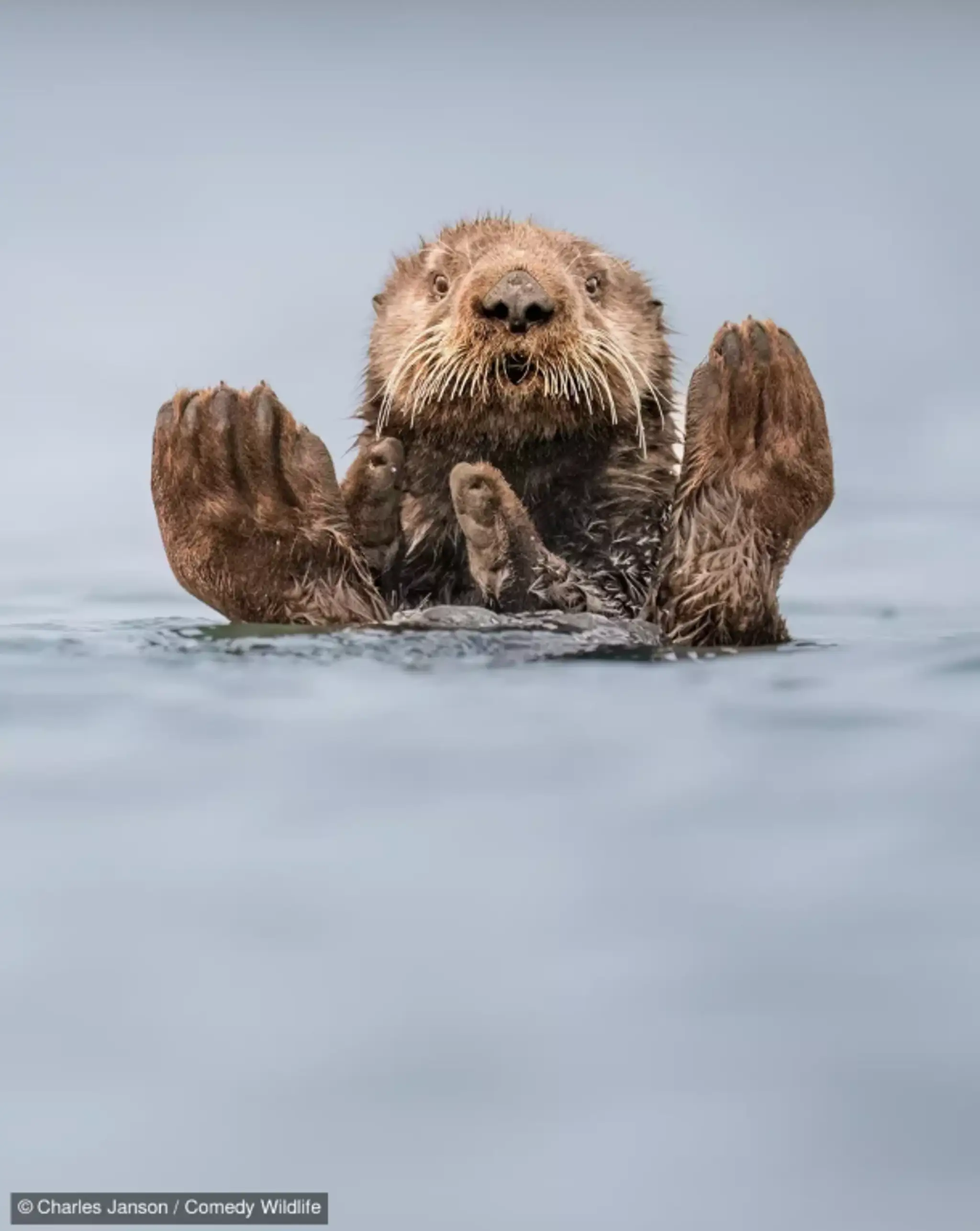 Otter Guru