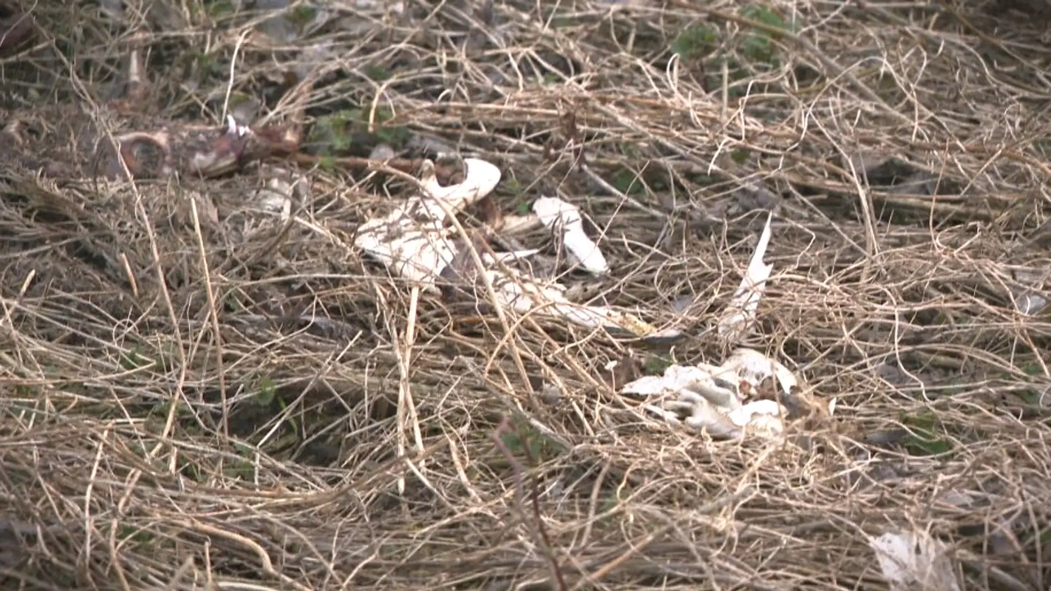 Pohodené časti uhynutých zvierat okolo nádrže Boleráz.