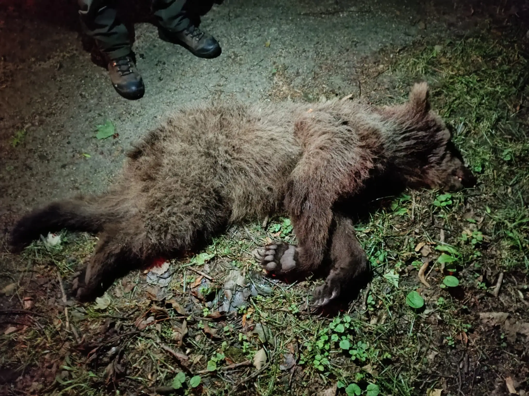 Medveď na terase zahrdúsil psa.