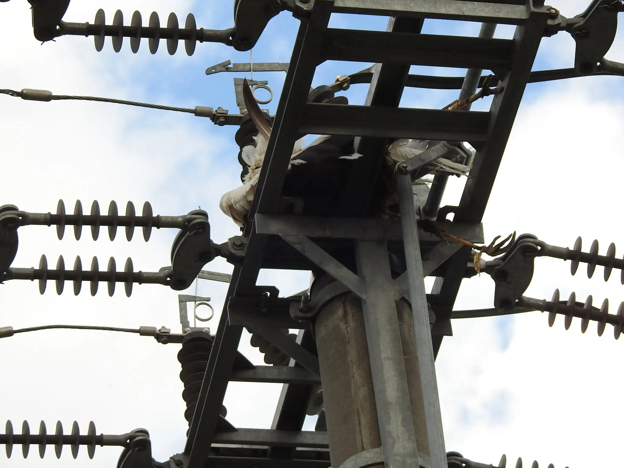 Bocian zakliesnený v elektrickom vedení
