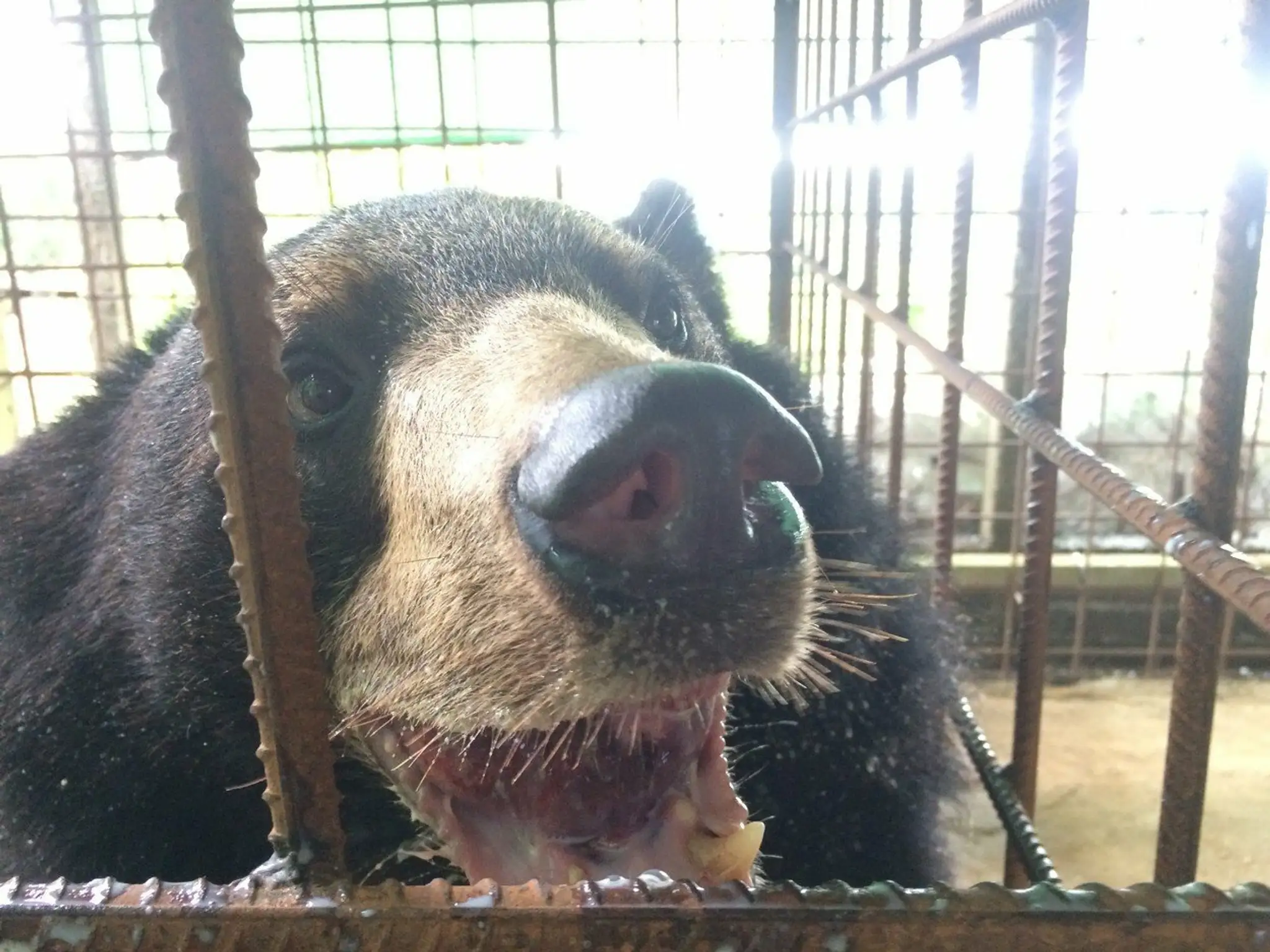 Nyan Htoo