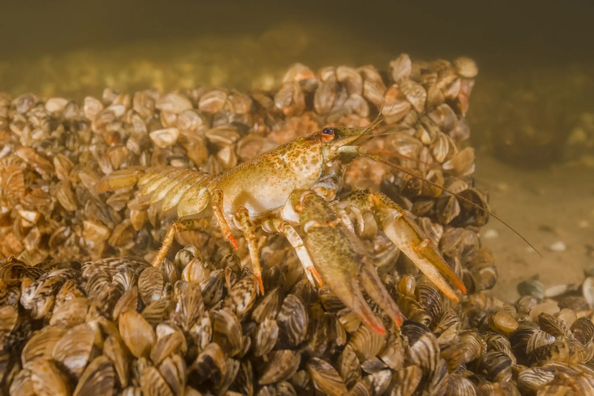 Riečny rak (Astacus leptodactylus) na kolónii lastúrnikov Dreissena polymorpha v rieke Dneper, Záporožská oblasť.