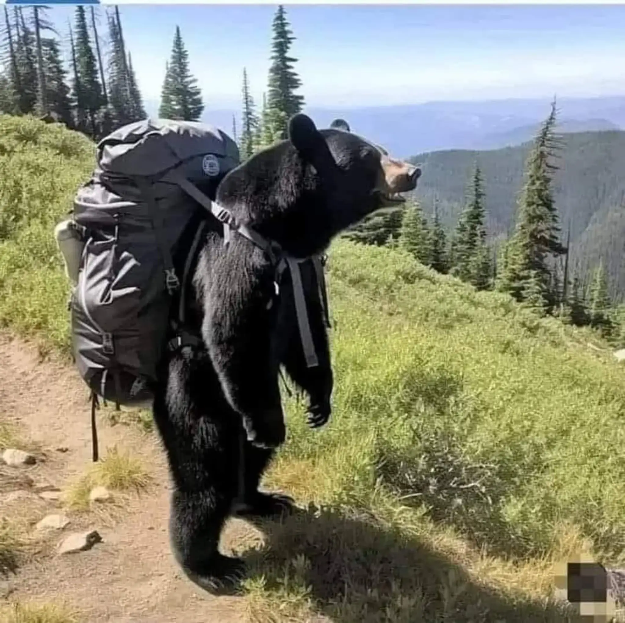 Medveď fotomontáž