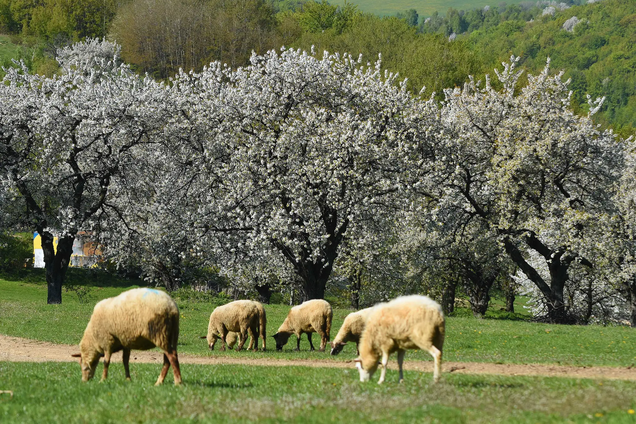 Na snímke rozkvitnuté sady čerešní v obci Brdárka