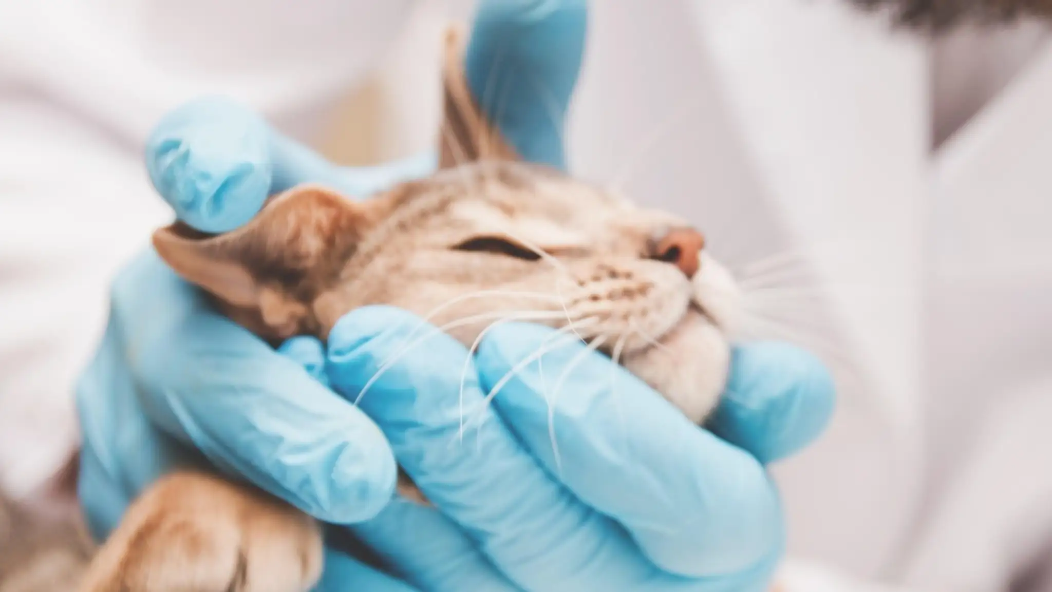 Mačka u veterinára (ilustračná snímka)