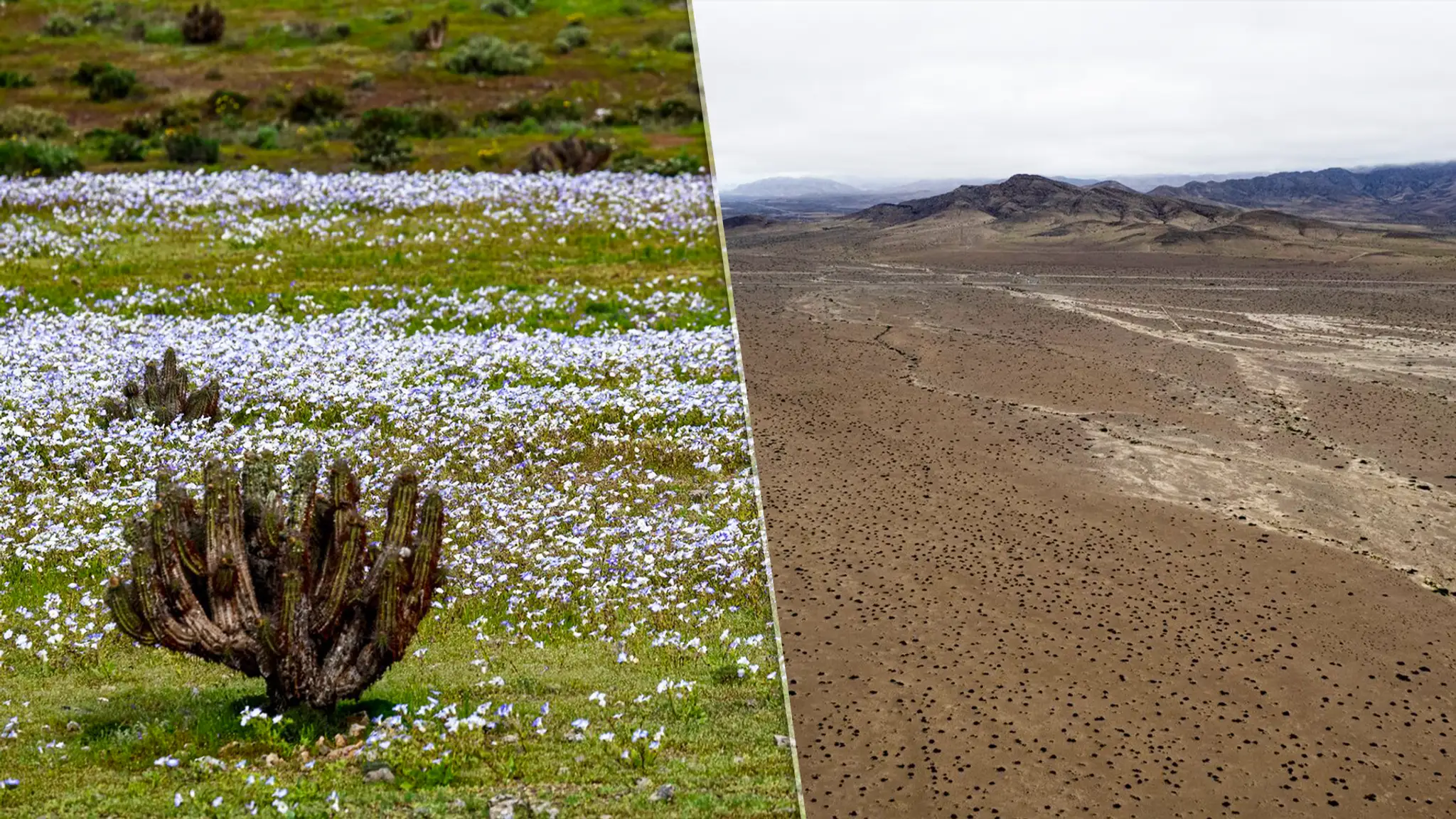 Púšťa Atacama zakvitla.