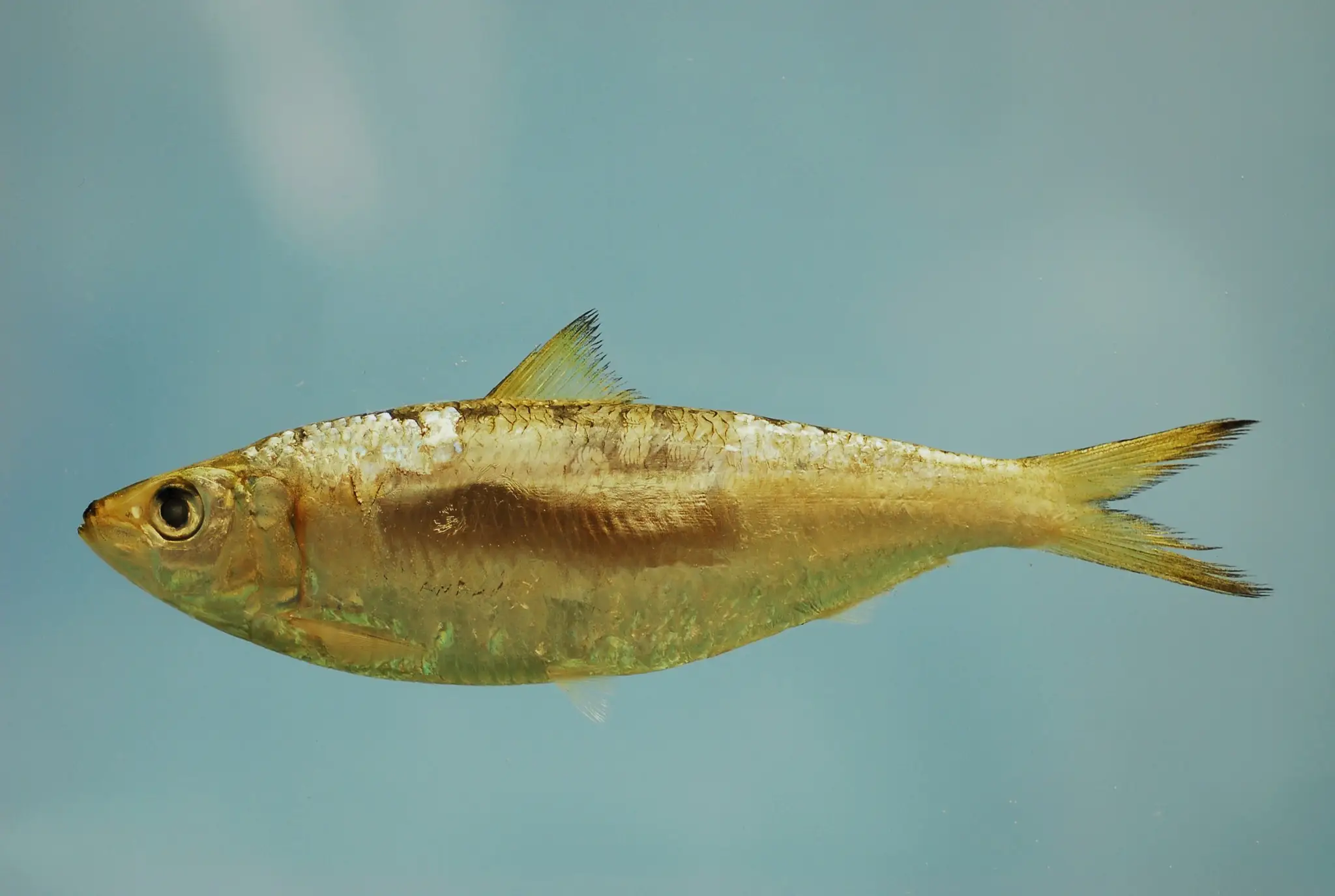 Sardinka oblá.
