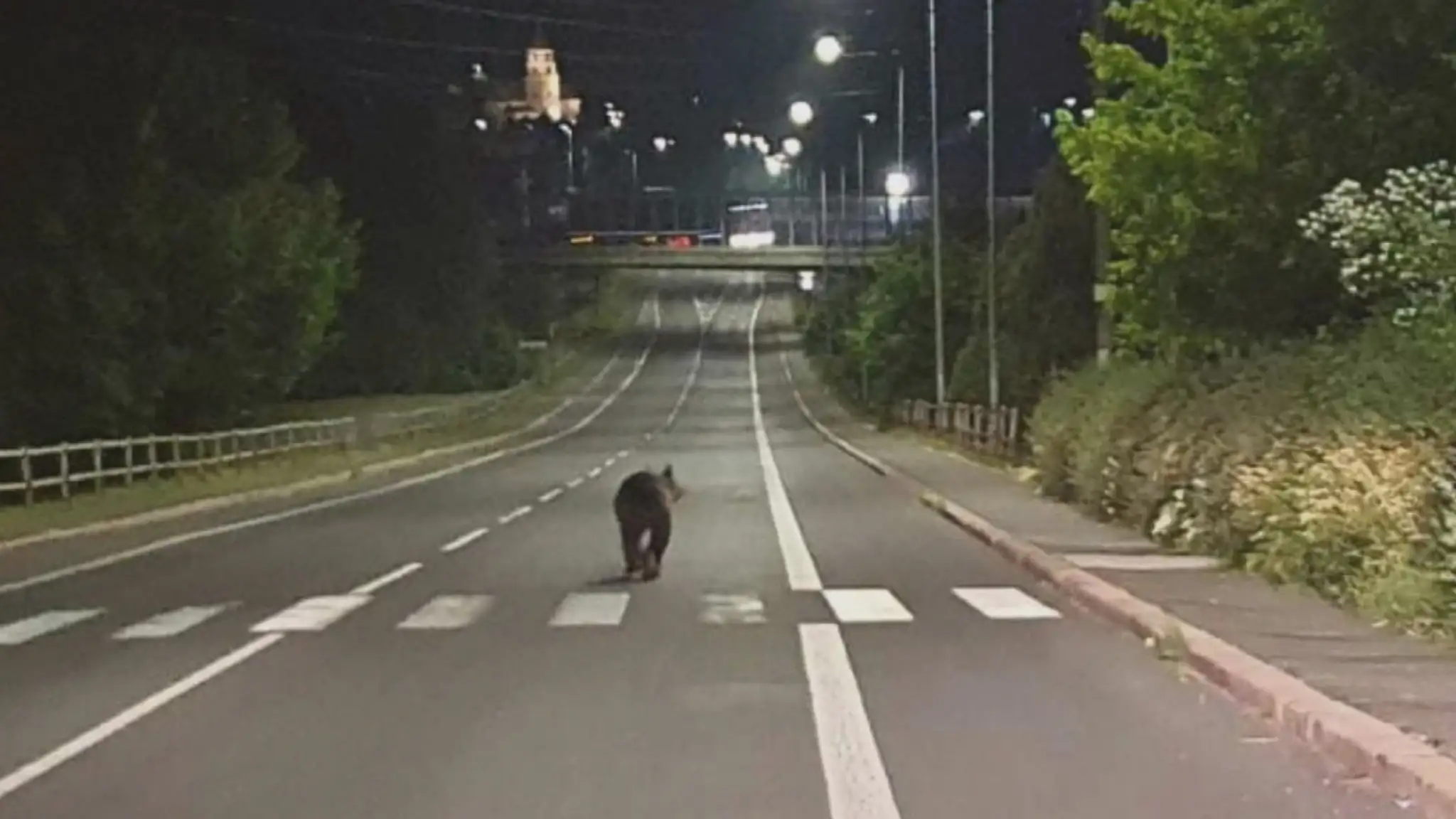 Nie je to dávno, čo fotograf zachytil šelmu, ako si vykračuje po hlavnej ceste v Žiari nad Hronom.