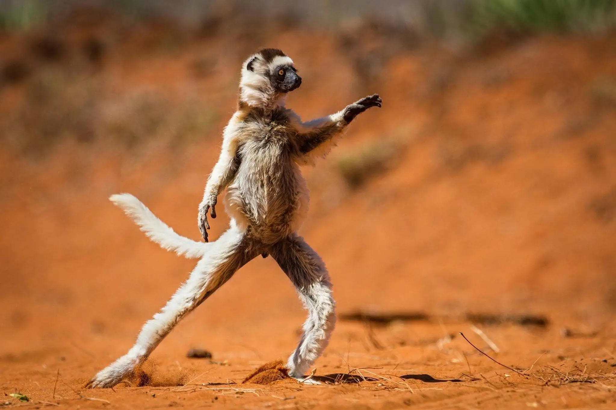 Tancujúci Lemur.