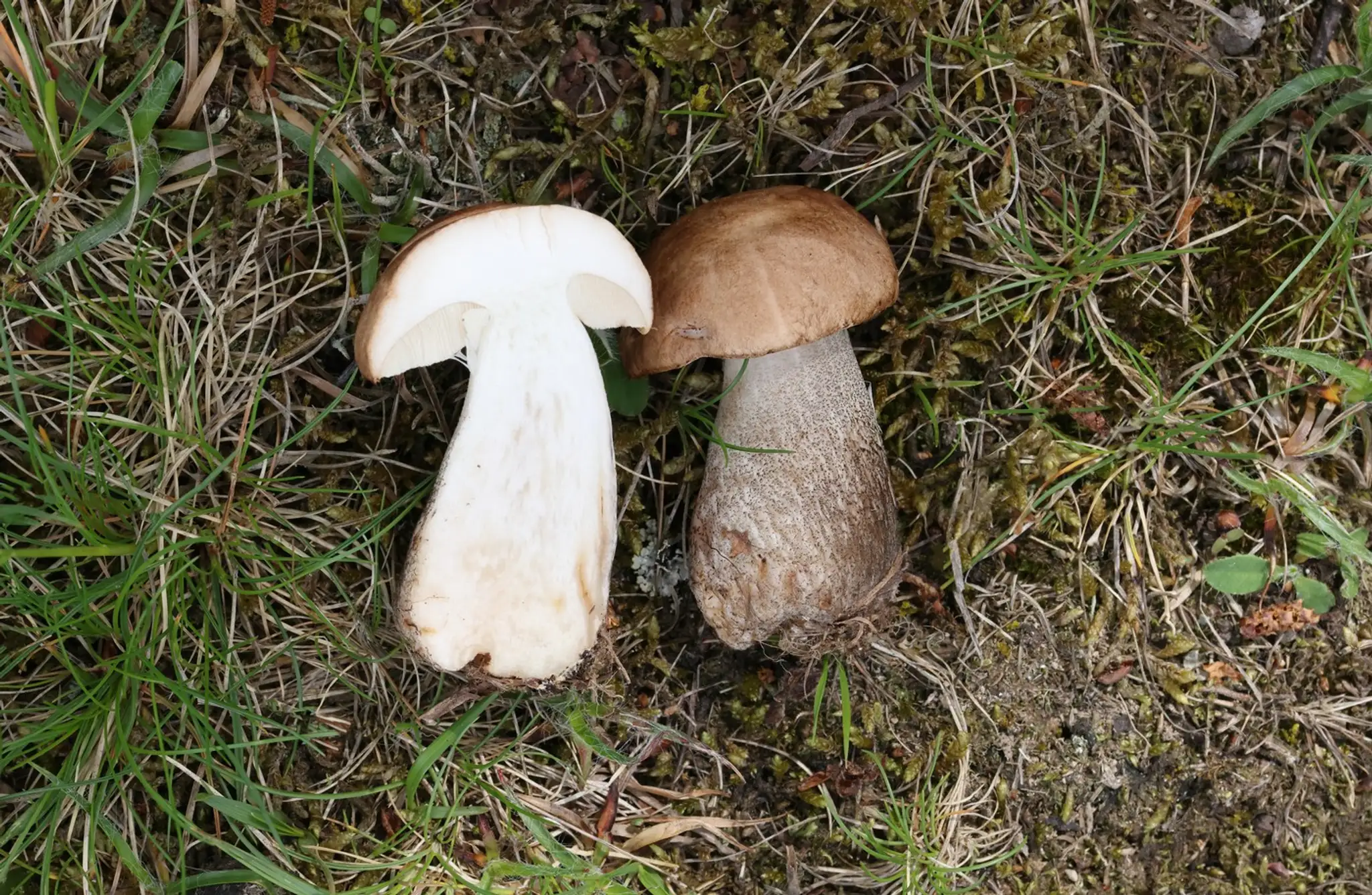 kozák brezový (lat. Leccinum scabrum)