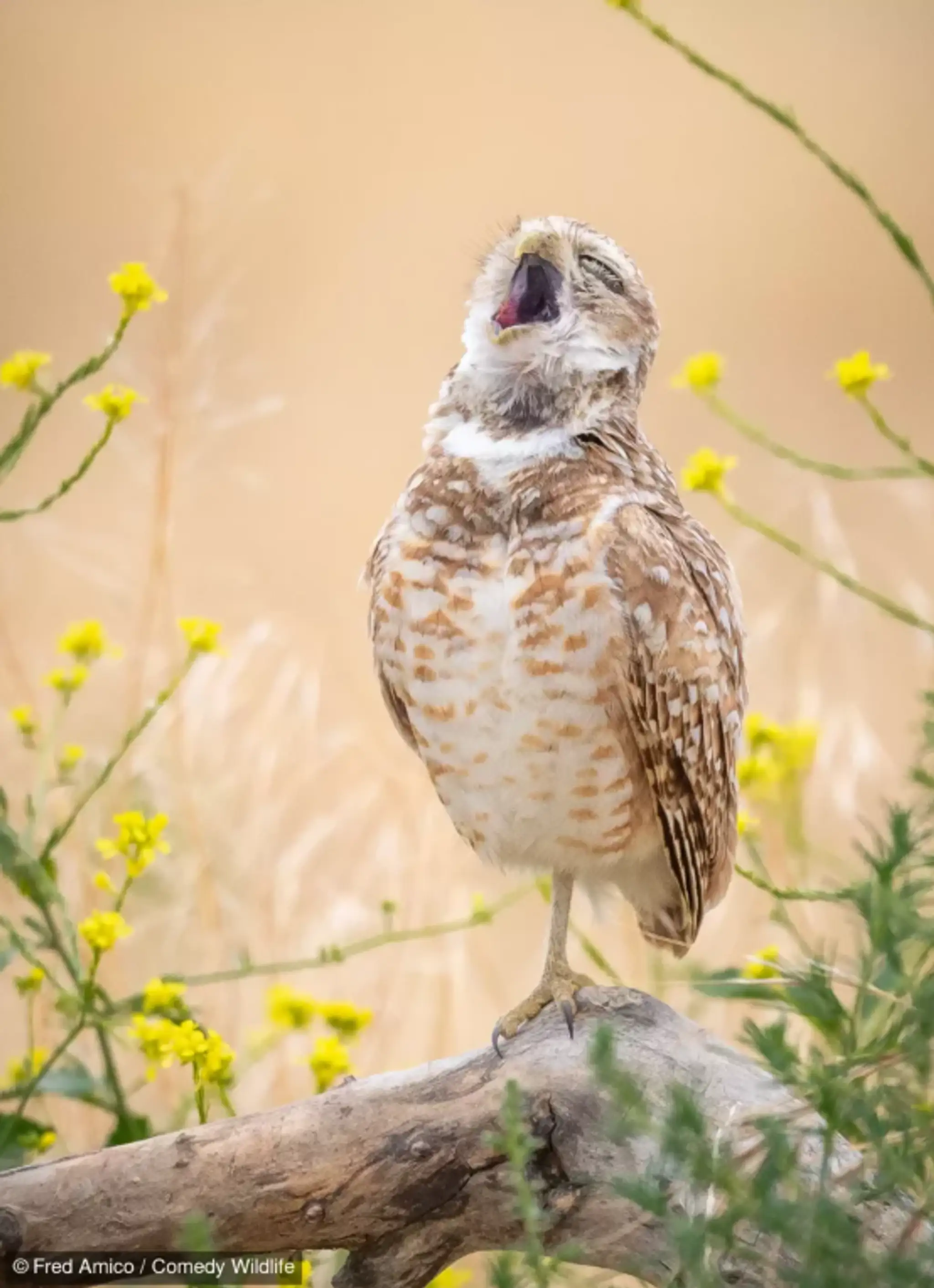 The Pavarotti of Owls