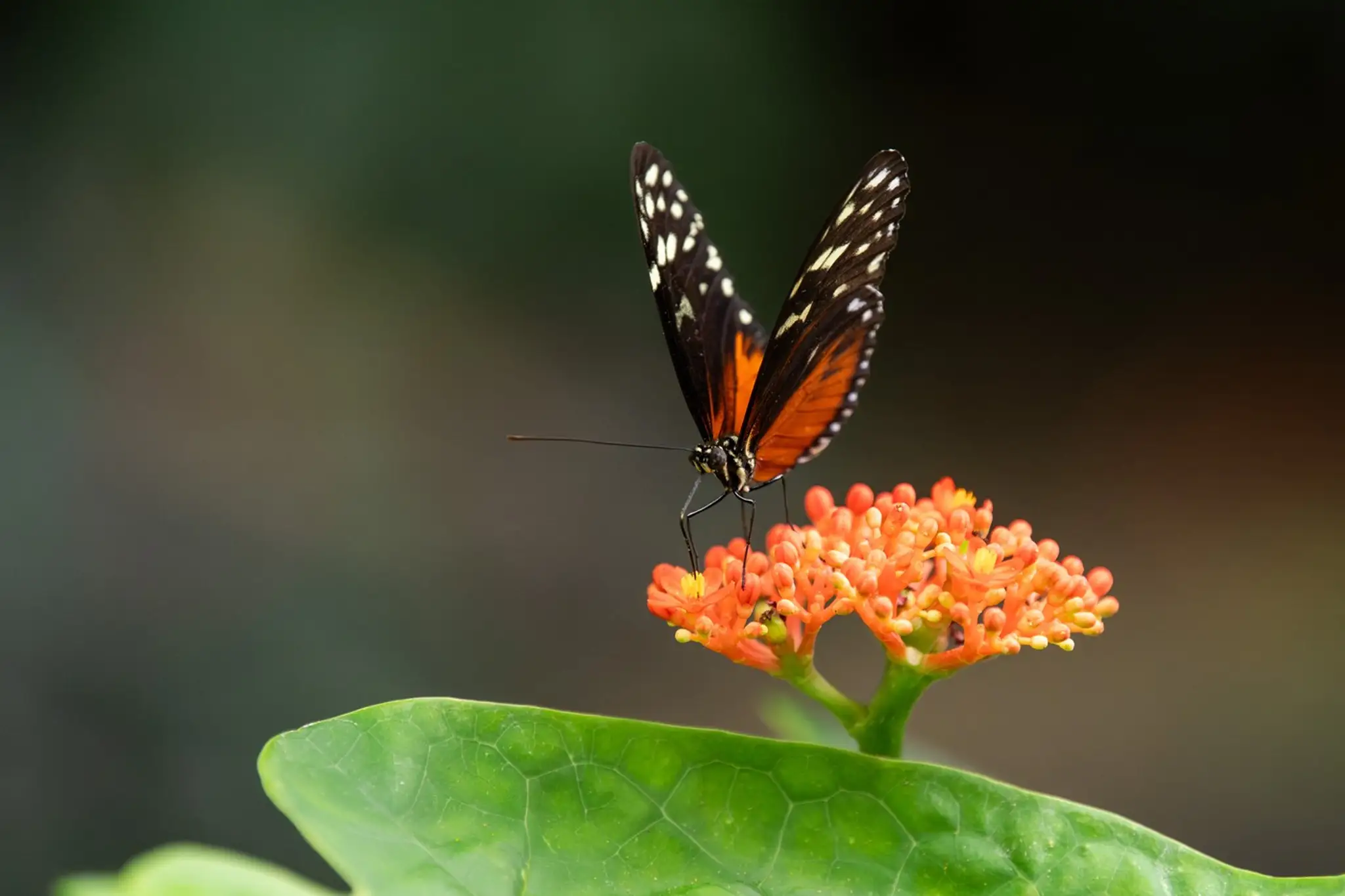 Motýľ druhu Heliconius ismenius sa drží na kvete.