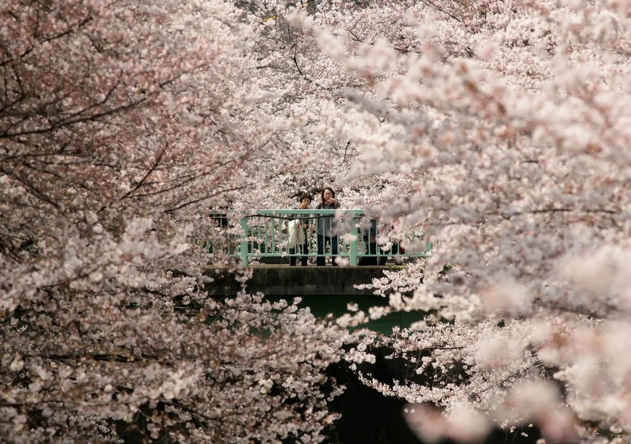 Hanami alebo japonský div sveta.