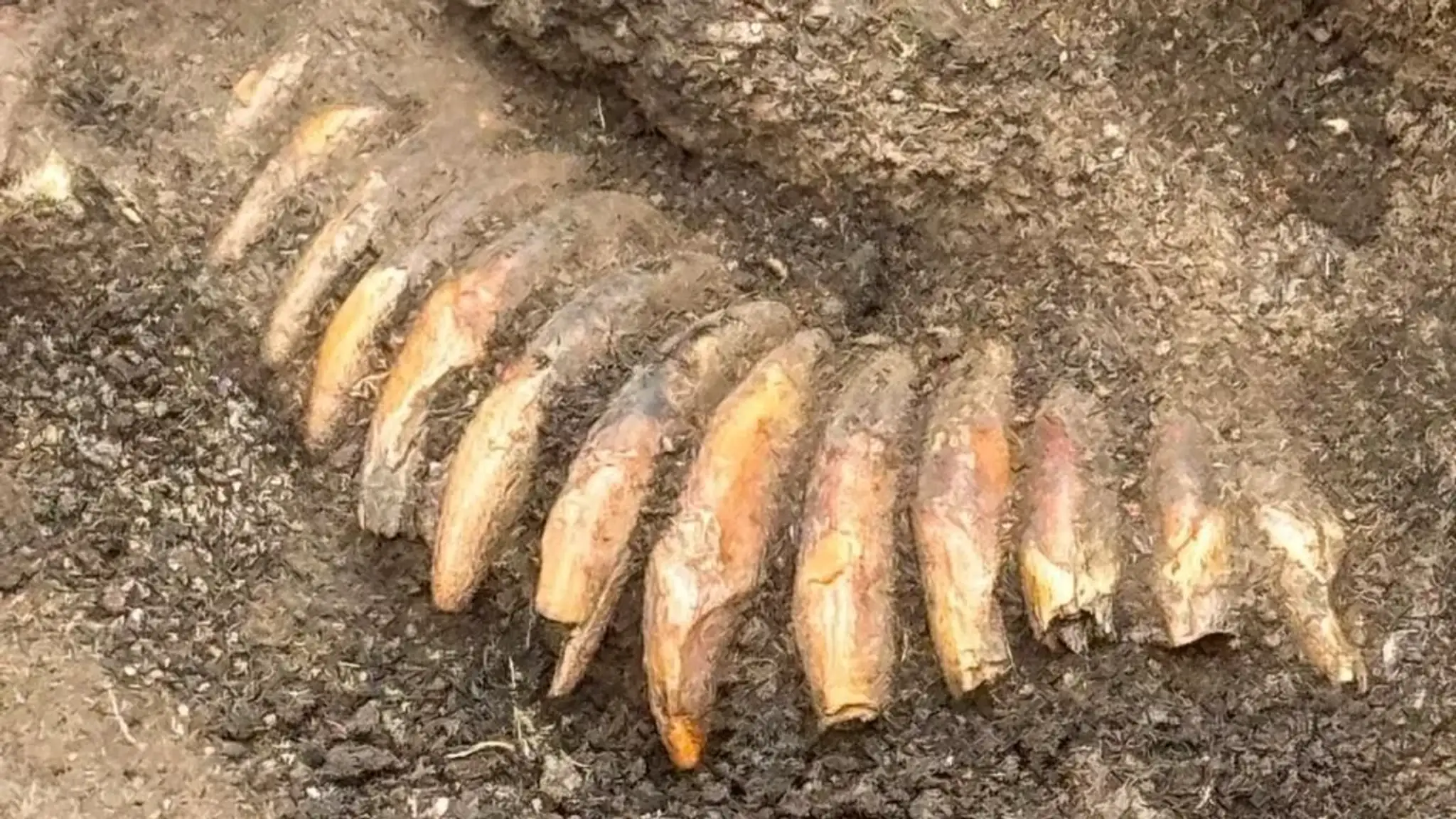 Náhrdelník zo zubov nájdený v Poľsku