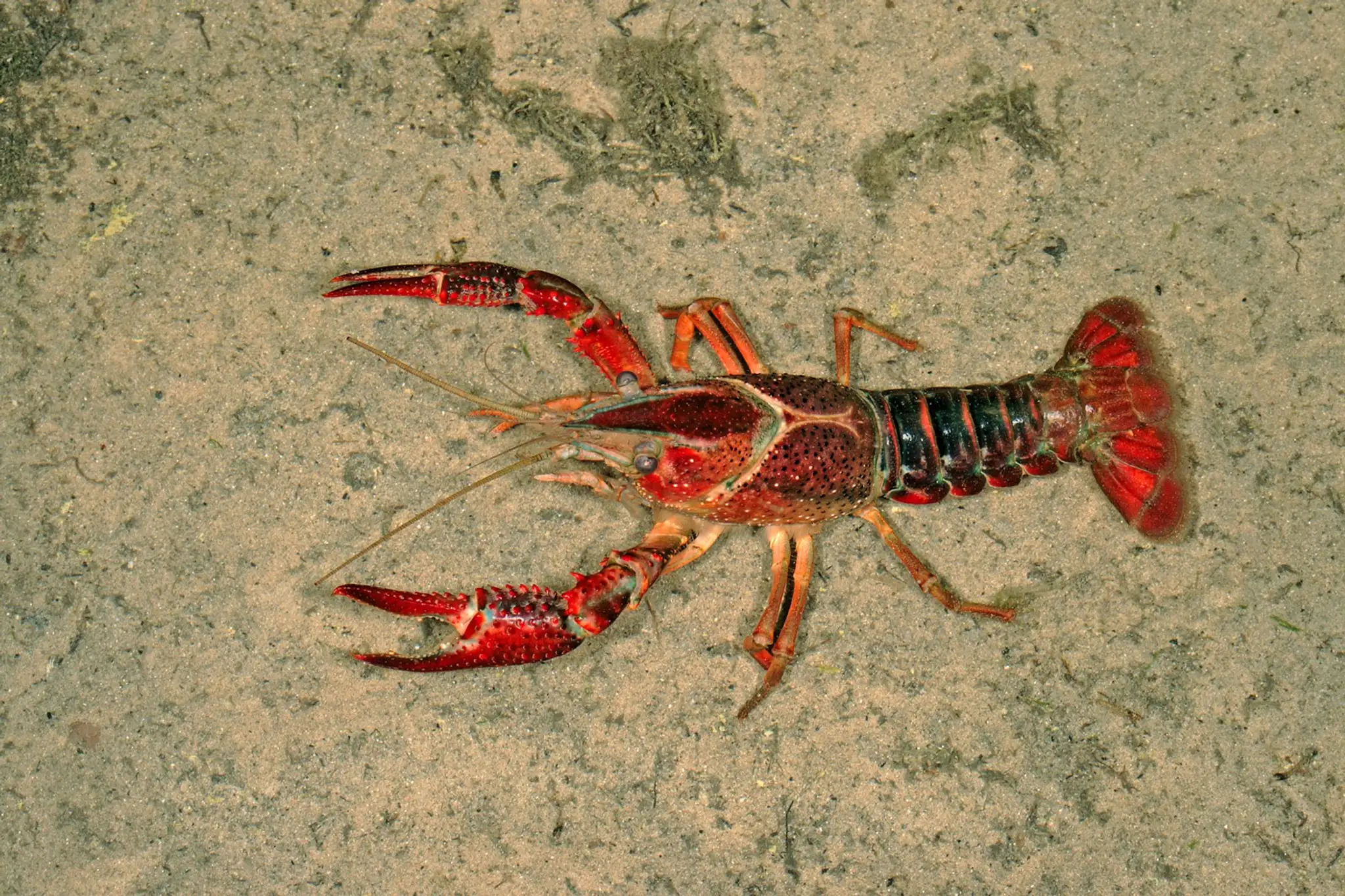 Rak červený (lat. Procambarus clarkii)