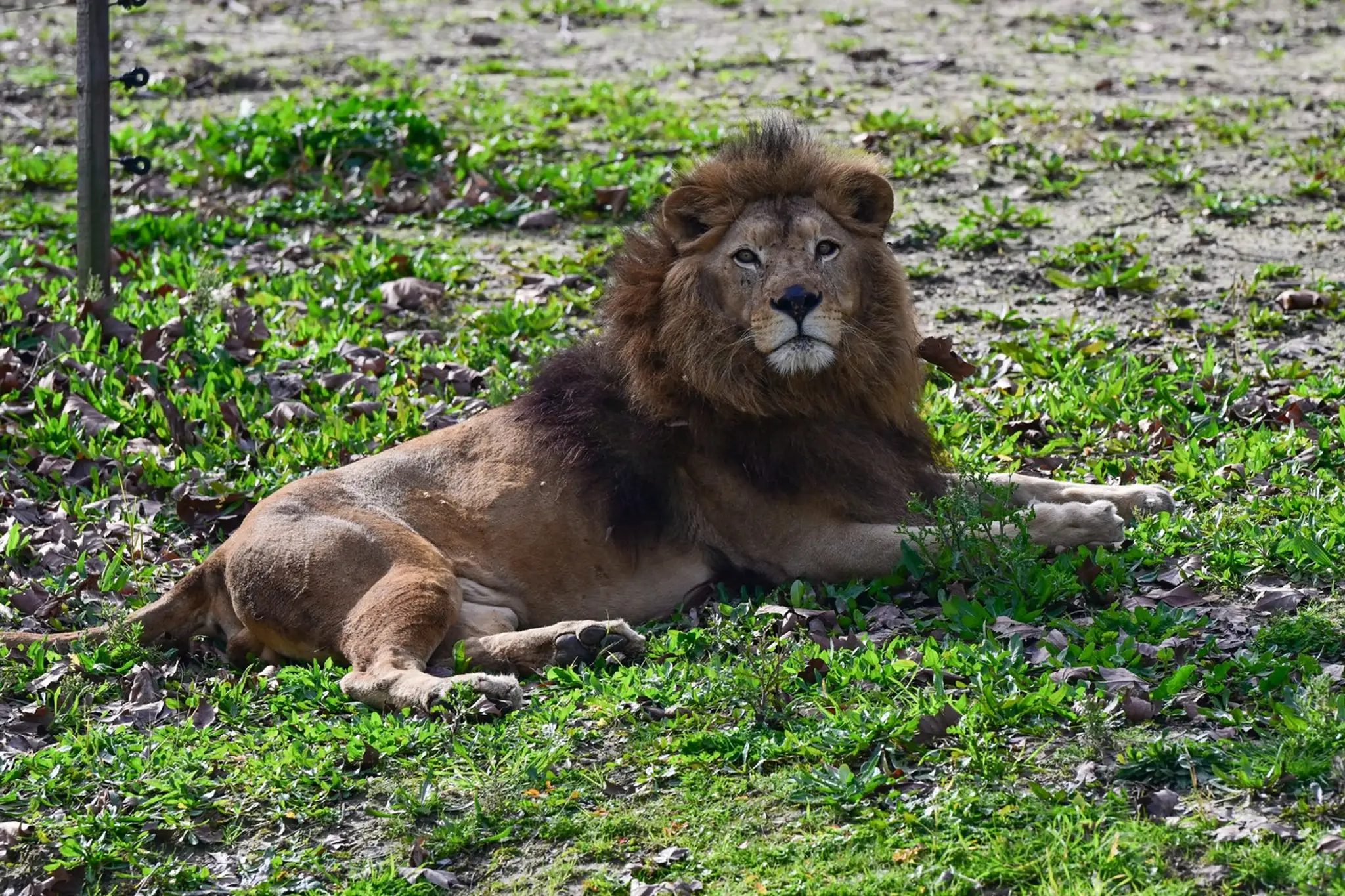 Lev - ilustračná snímka