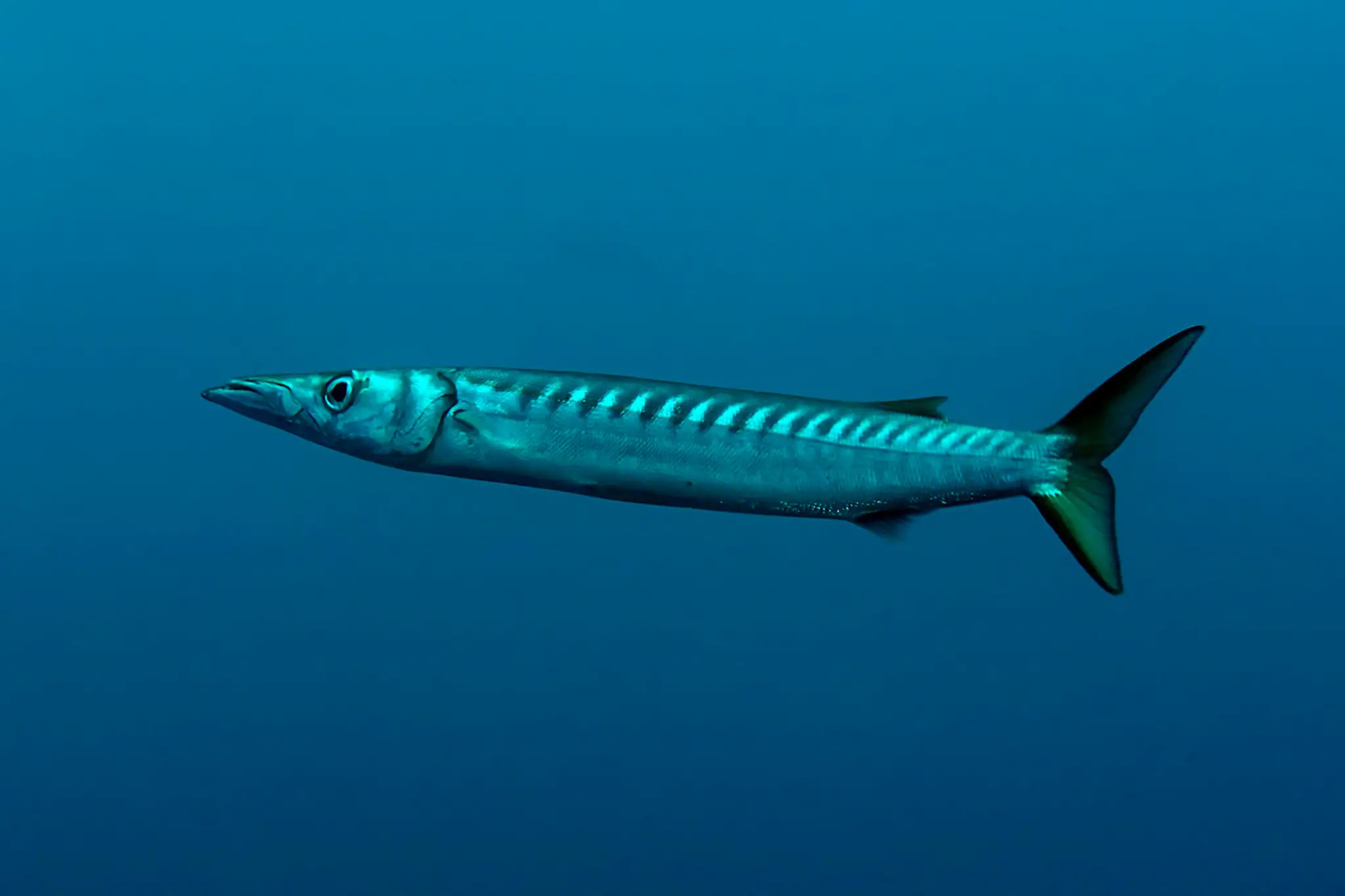 Barakuda stredomorská (Sphyraena viridensis).