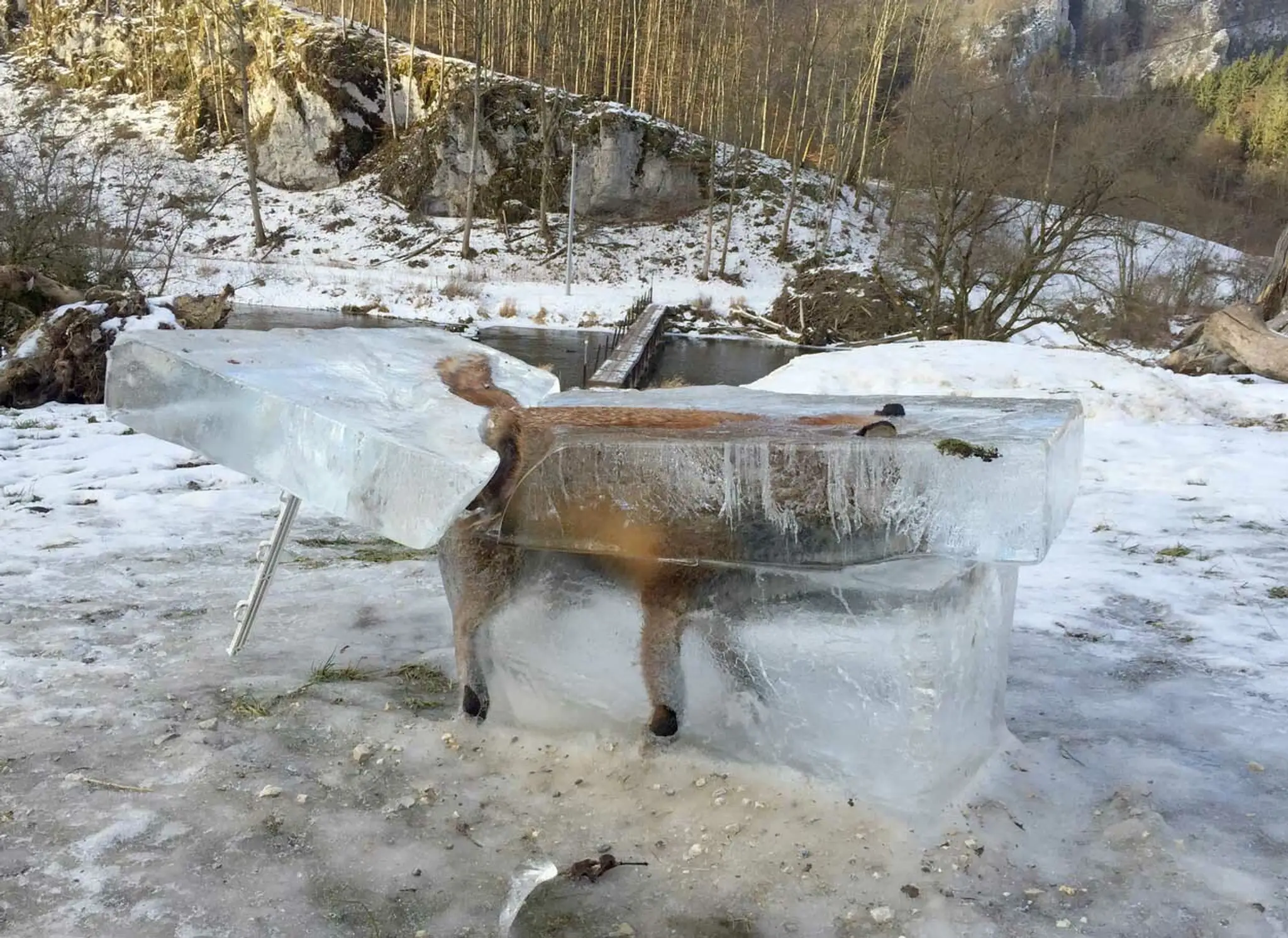 Na Dunaji zamrzla líška.