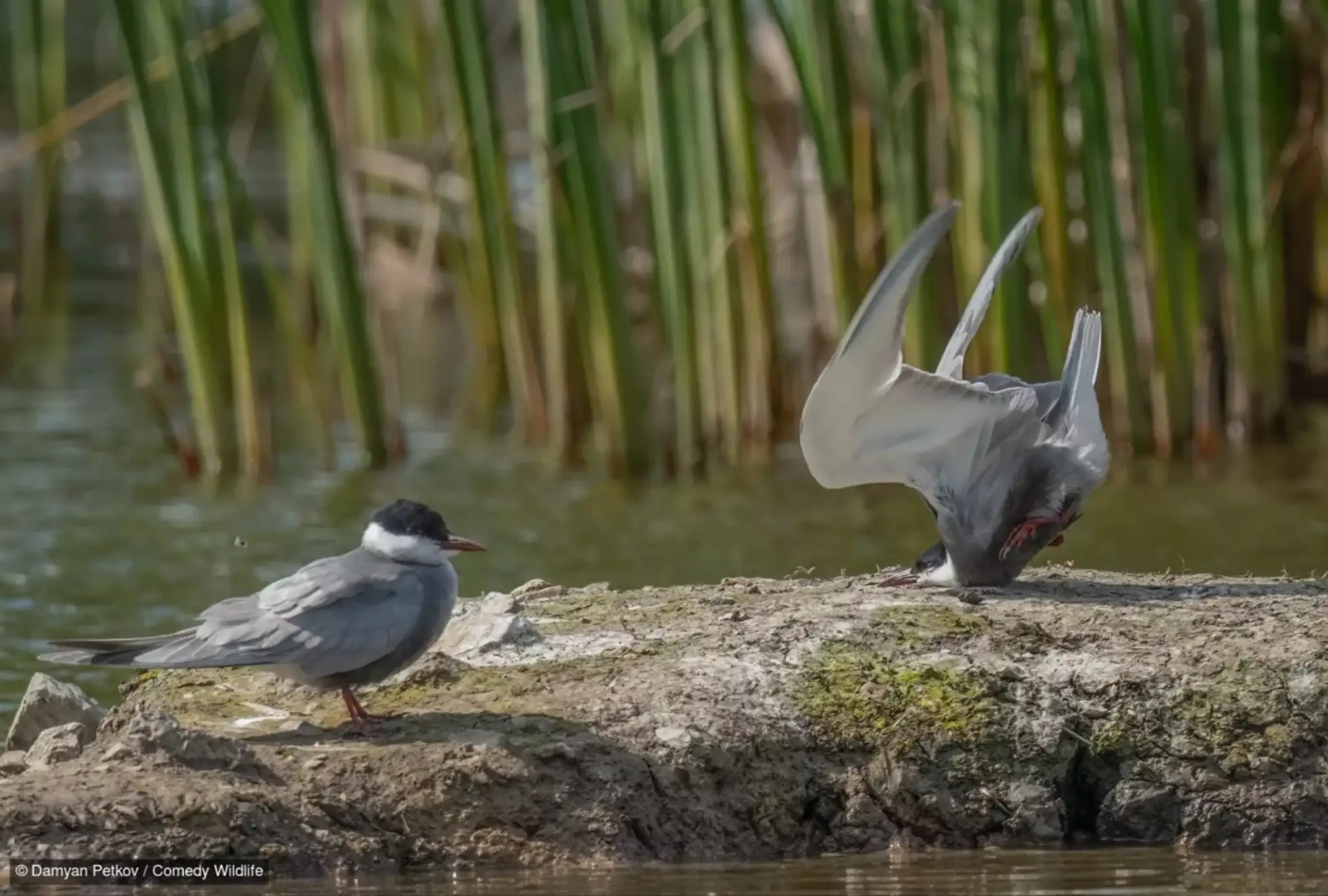 Whiskered Tern crash on landing