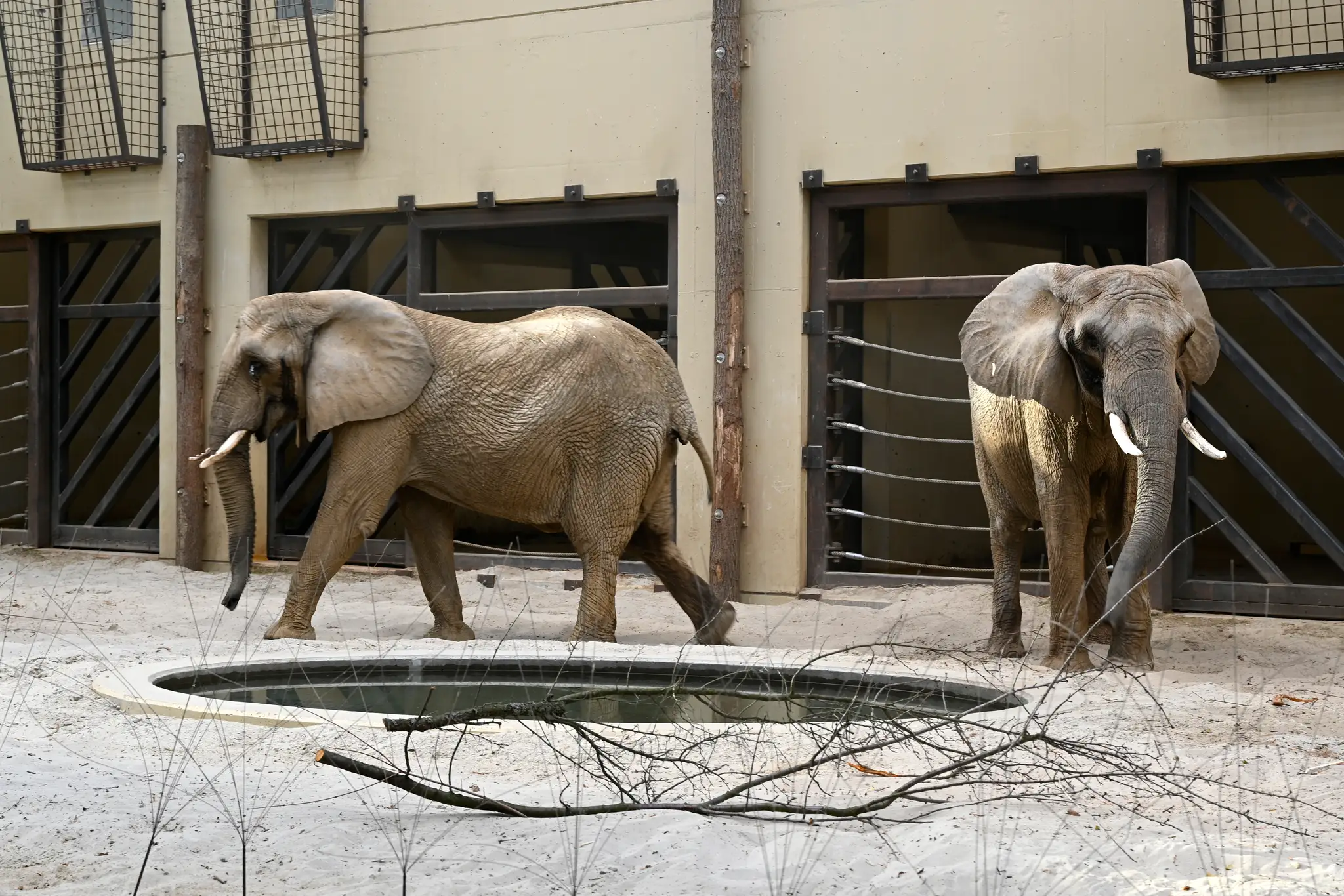Slonice Gula a Maja v pavilóne slonov v ZOO Bojnice